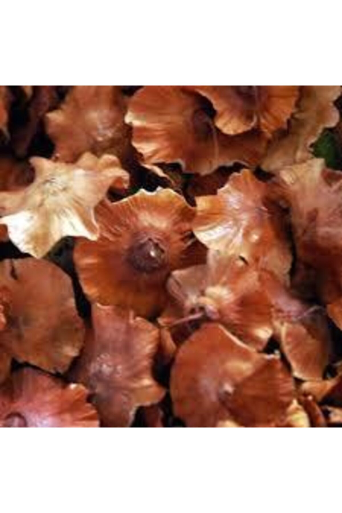 Attar Dünyası Çaltı Pulu 250 gr