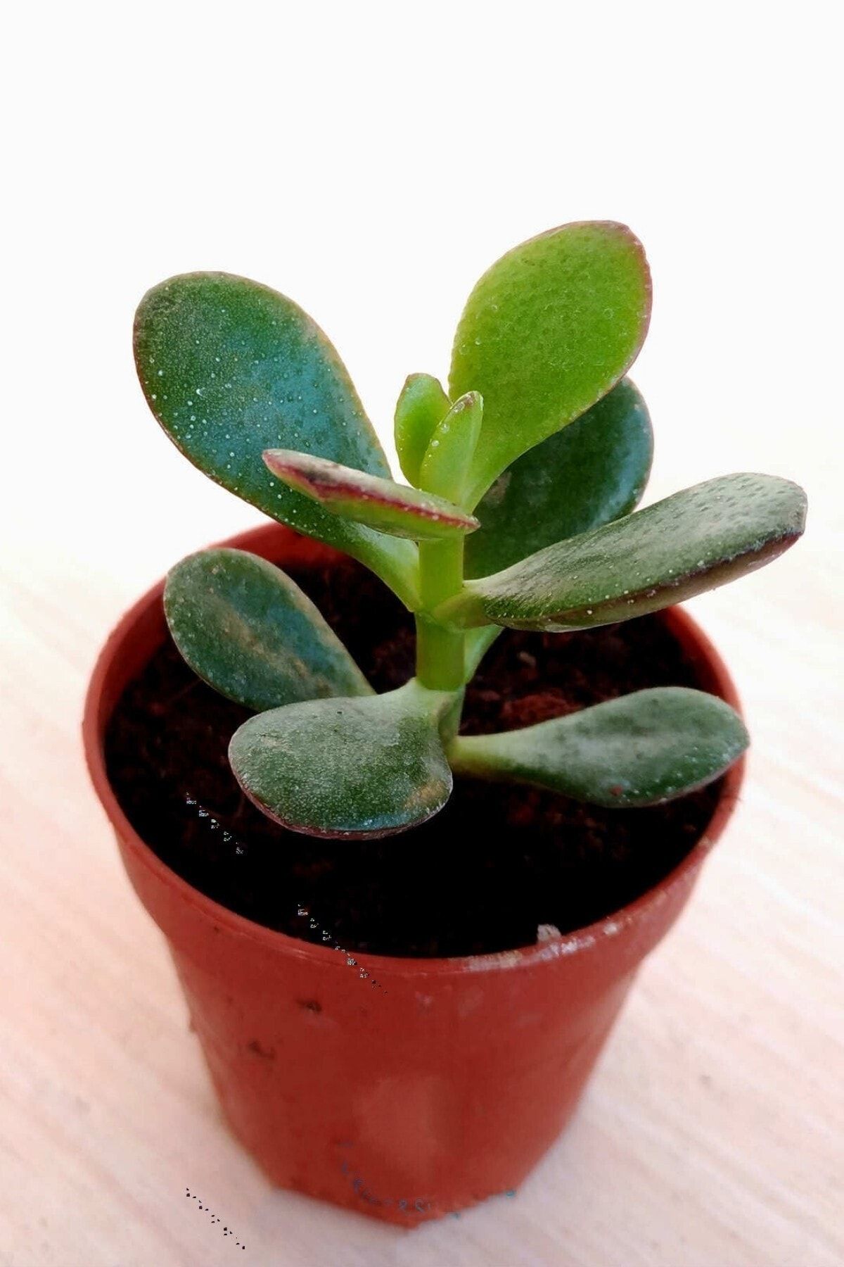 ÇİÇEKFLİX Para Çiçeği /bereket 5.5cm Sukulent Kaktüs