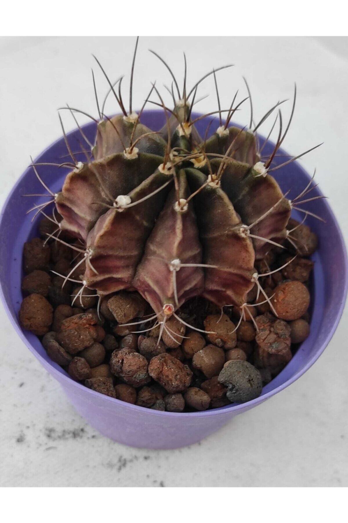 Pagoda Gymnocalycium Mihaniovichii-8,5 Cm Saksı-kaktüs-ref 19g/v