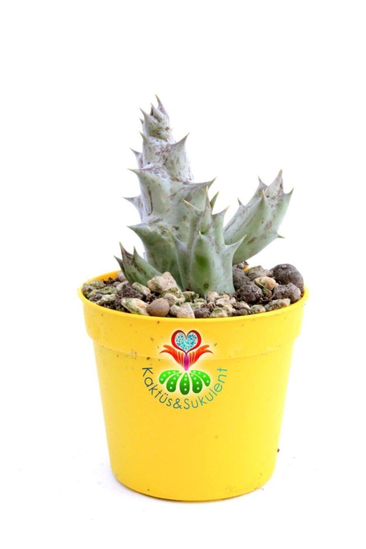 Kaktüs & Sukulent Caralluma Hesperidum Nadir Tür 6,5 cm Saksılı