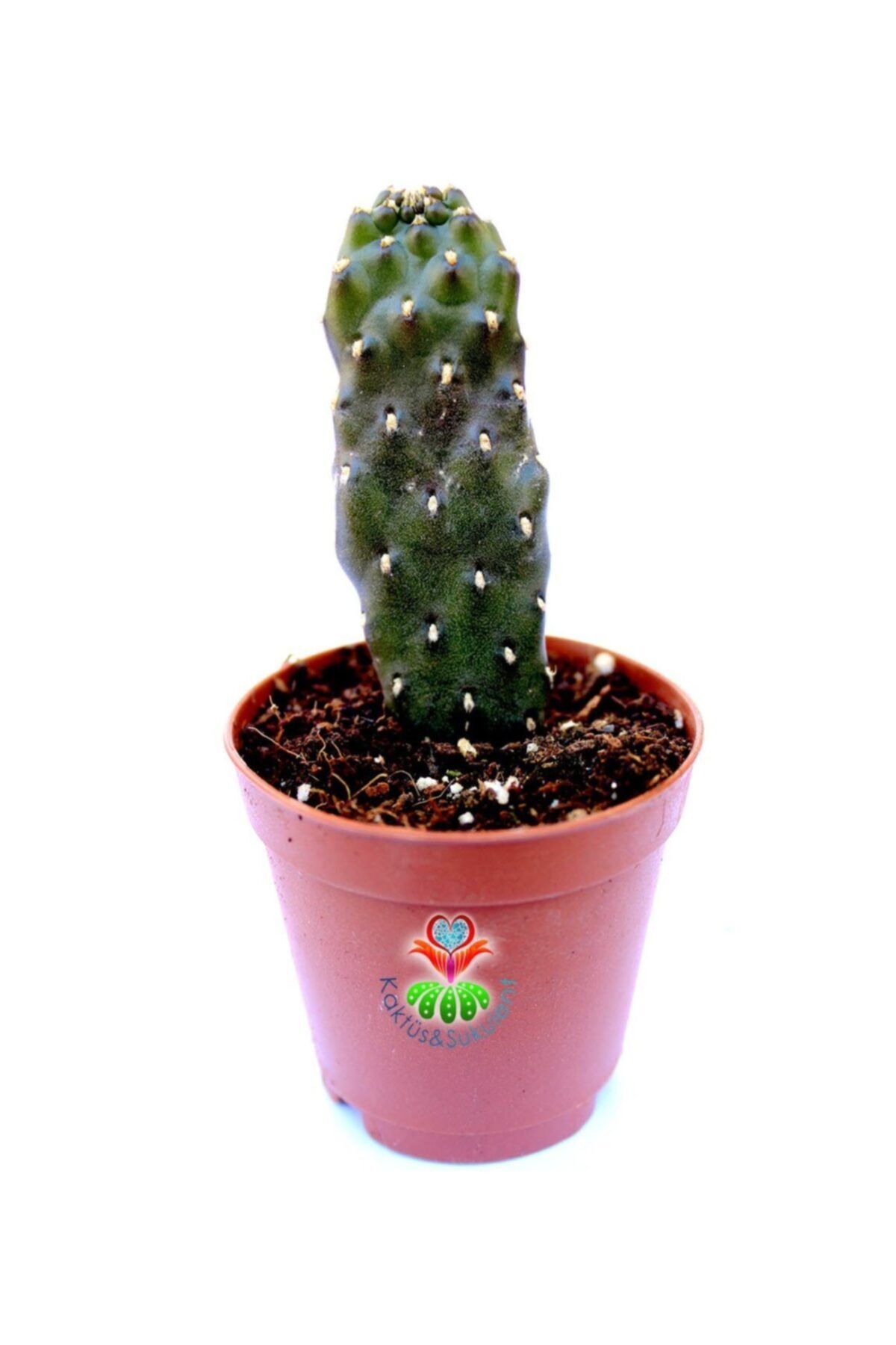Kaktüs & Sukulent Opuntia Ssp.dikensiz Yılan Derisi Kaktüs 5,5 Cm Saksıda