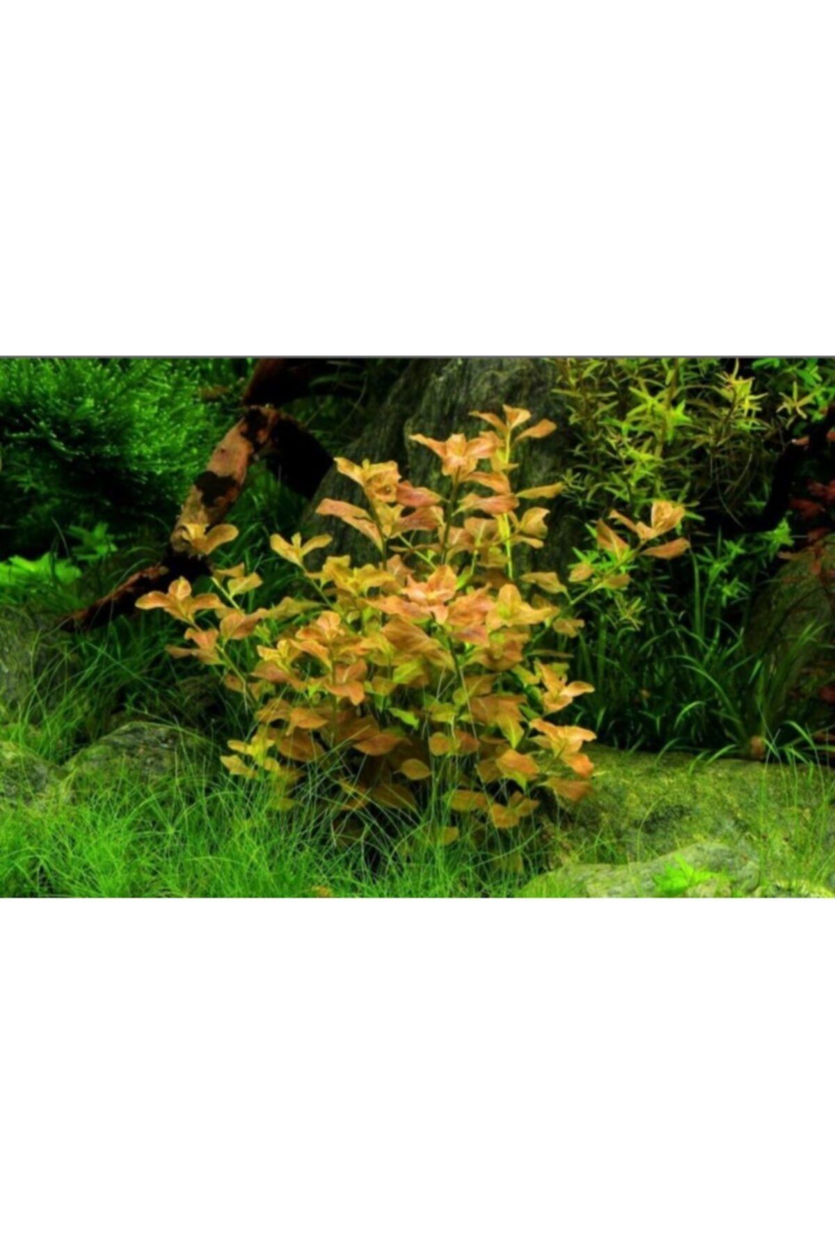 MyDropp Akvaryum Oval Gül Bitkisi 15 -20 Dal (ludwigia Ovalis)