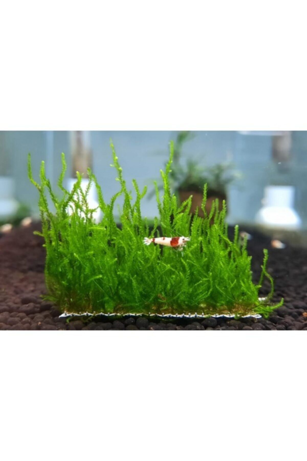 Marimo Scape Flame Moss 5x5