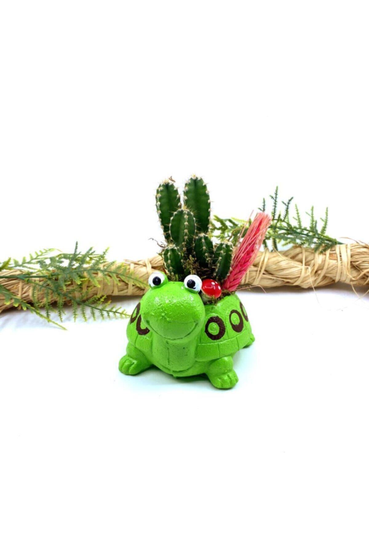 MEGA KANYON Canlı Mexico Kaktüslü Sevimli Kaplumbağa M6