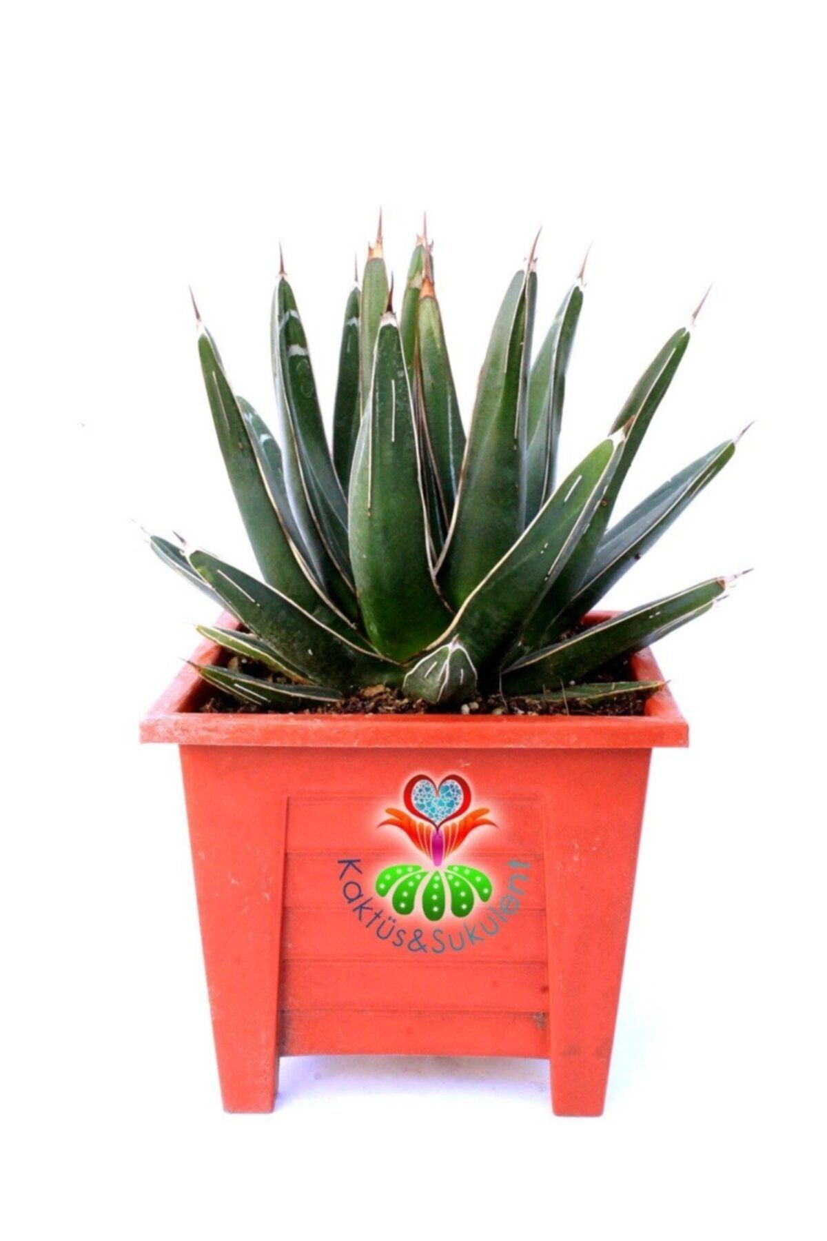 Kaktüs & Sukulent Agave Victoriae Reginae 15 cm Seramik Saksılı Yetişkin Boy