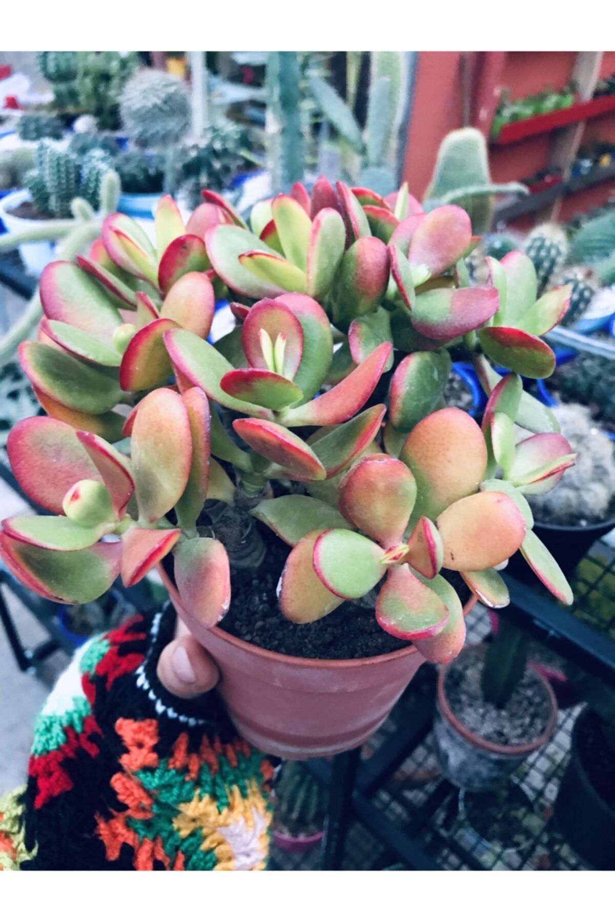 foliumbotanik Crassula Ovata Büyük Boy 12cmlik Saksıda
