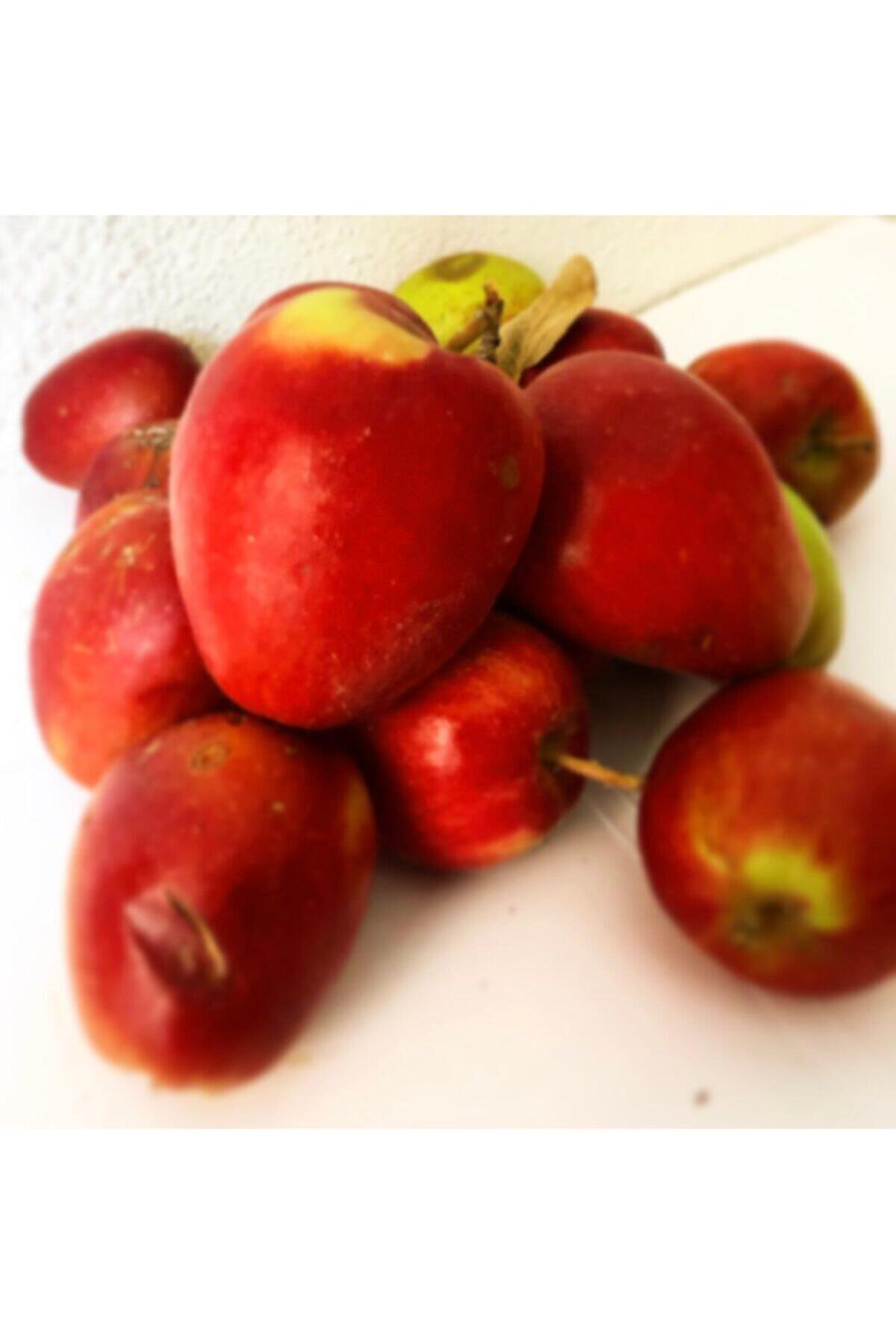 Hizan Karakovan Organik Hizan Kuyu Elması 1 kg