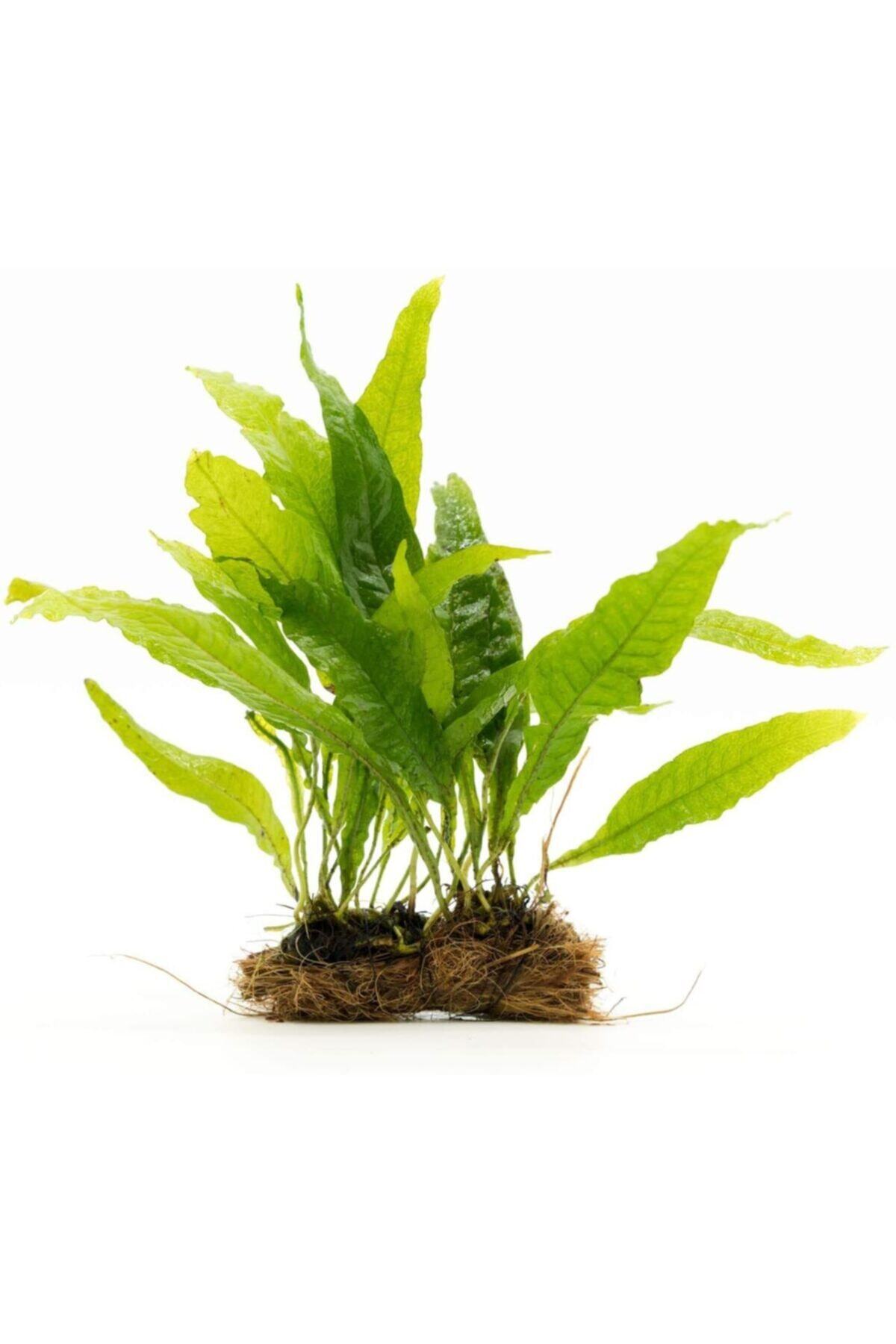 BIO AQUATIC Java Fern Akvaryum Bitkisi 3-4 Yaprak 1 Kök Java Fern Bitkisi