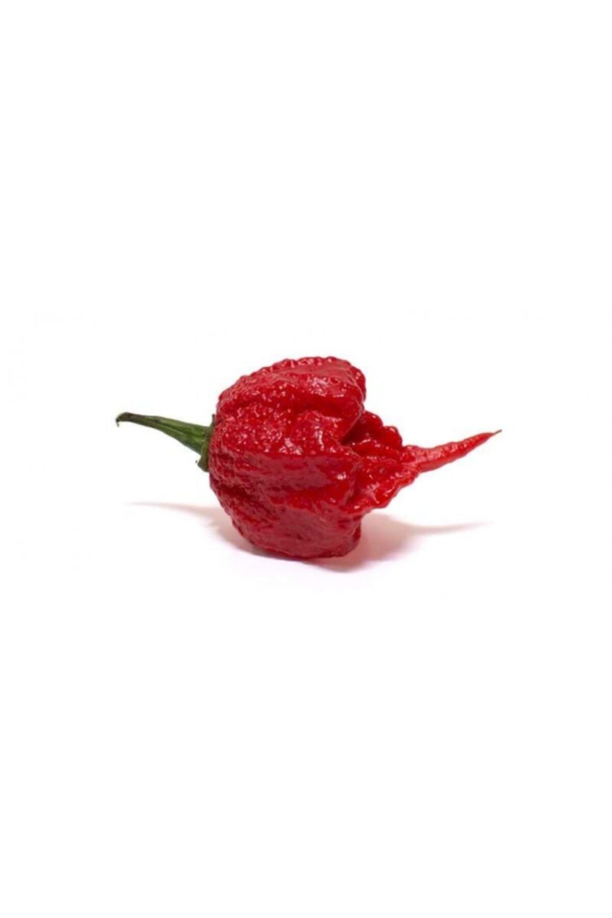 farmlife tohum farmlife orjinal carolina reaper biberi tohumu fiyati yorumlari trendyol