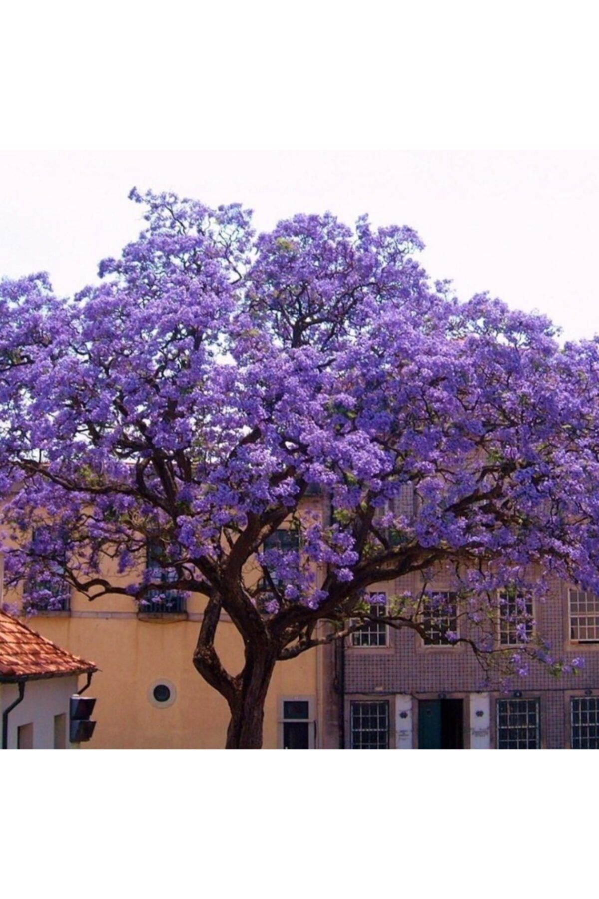 OnlineBahçem Tüplü Mor Çiçekli Paulownia Kiri Ağacı Fidanı (60-90 Cm)