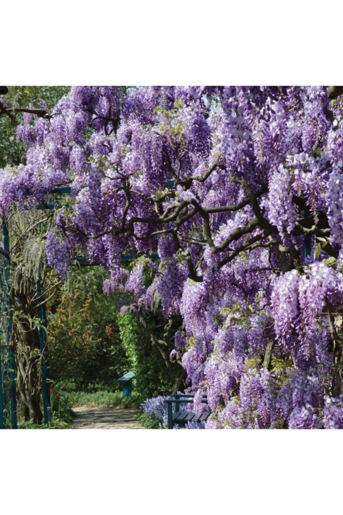 OnlineBahçem Tüplü Wisteria Sinensis Mor Salkım Fidanı (200-280 Cm)