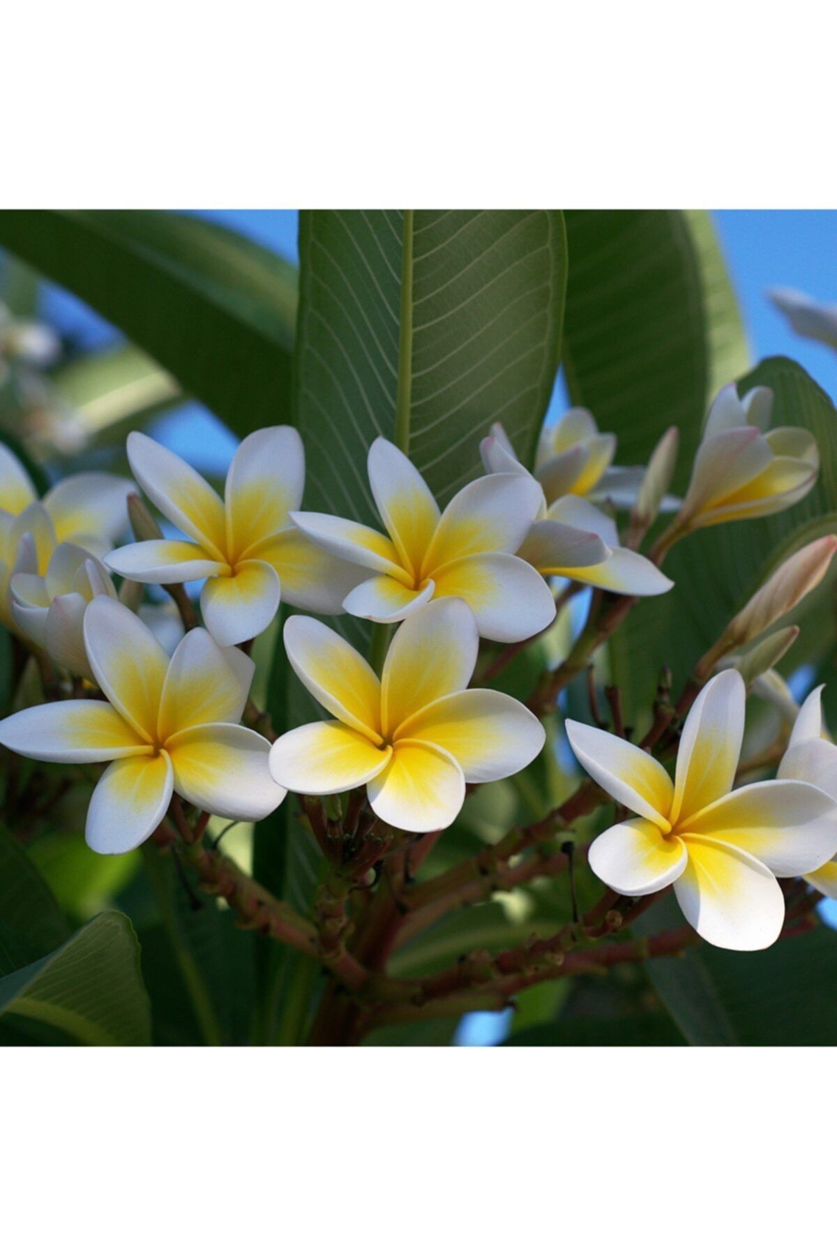 OnlineBahçem Tüplü Yoğun Kokulu Amerikan Fulu (plumeria) Fidanı (100-200 Cm)