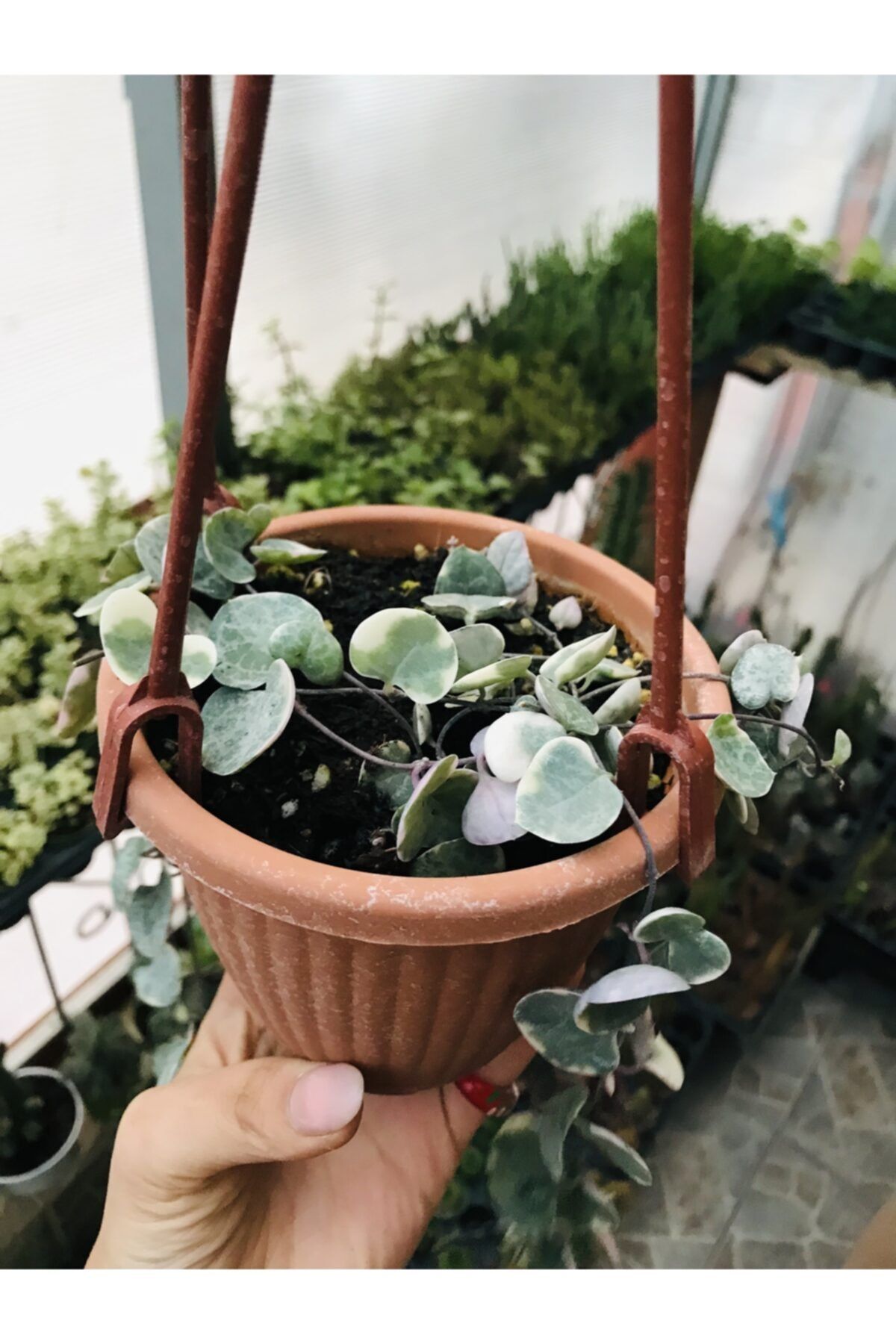 foliumbotanik Ceropegia Woodi Pembe Askılı Saksıda