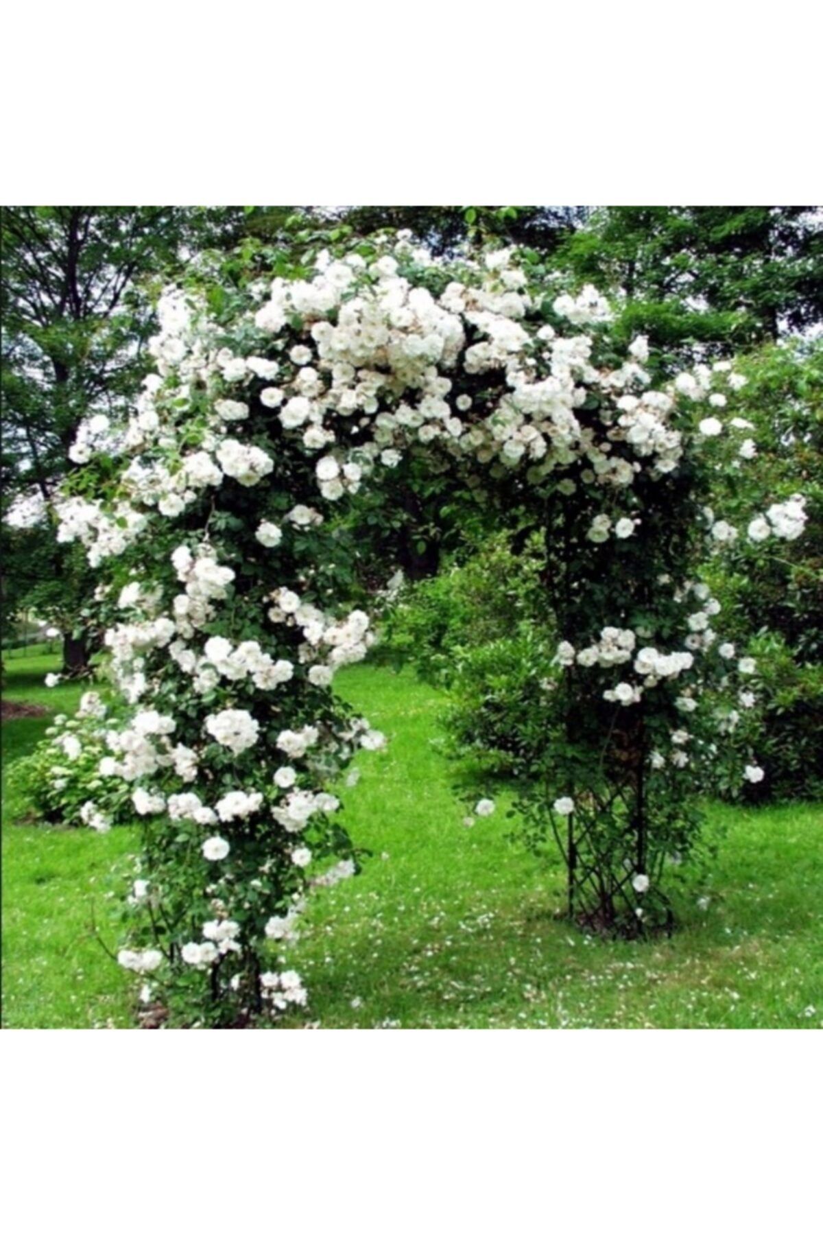 taşkar peyzaj Beyaz Kokulu Sarmaşık Gül Fidanı (yediveren - Tüplü) 100-120 Cm
