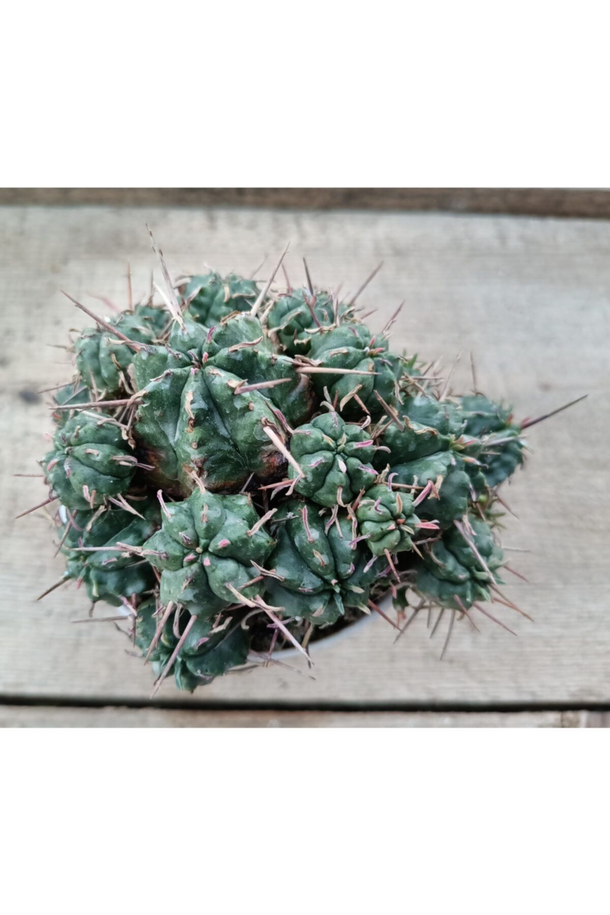 skulentdiyari Euphorbia Meloformis 8.5cm
