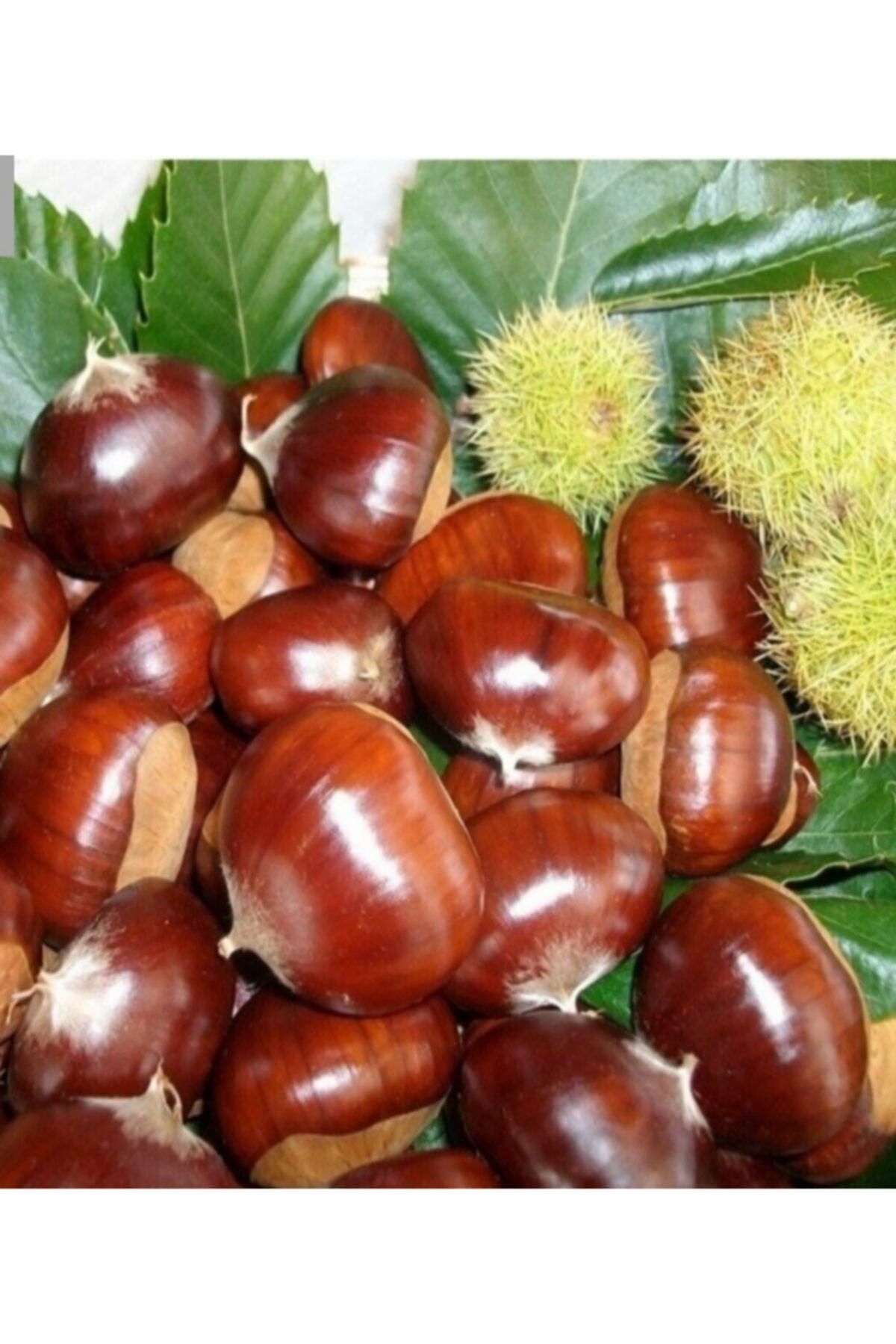 AB GIDA Dağ Kestanesi Duble Şeker 2kg
