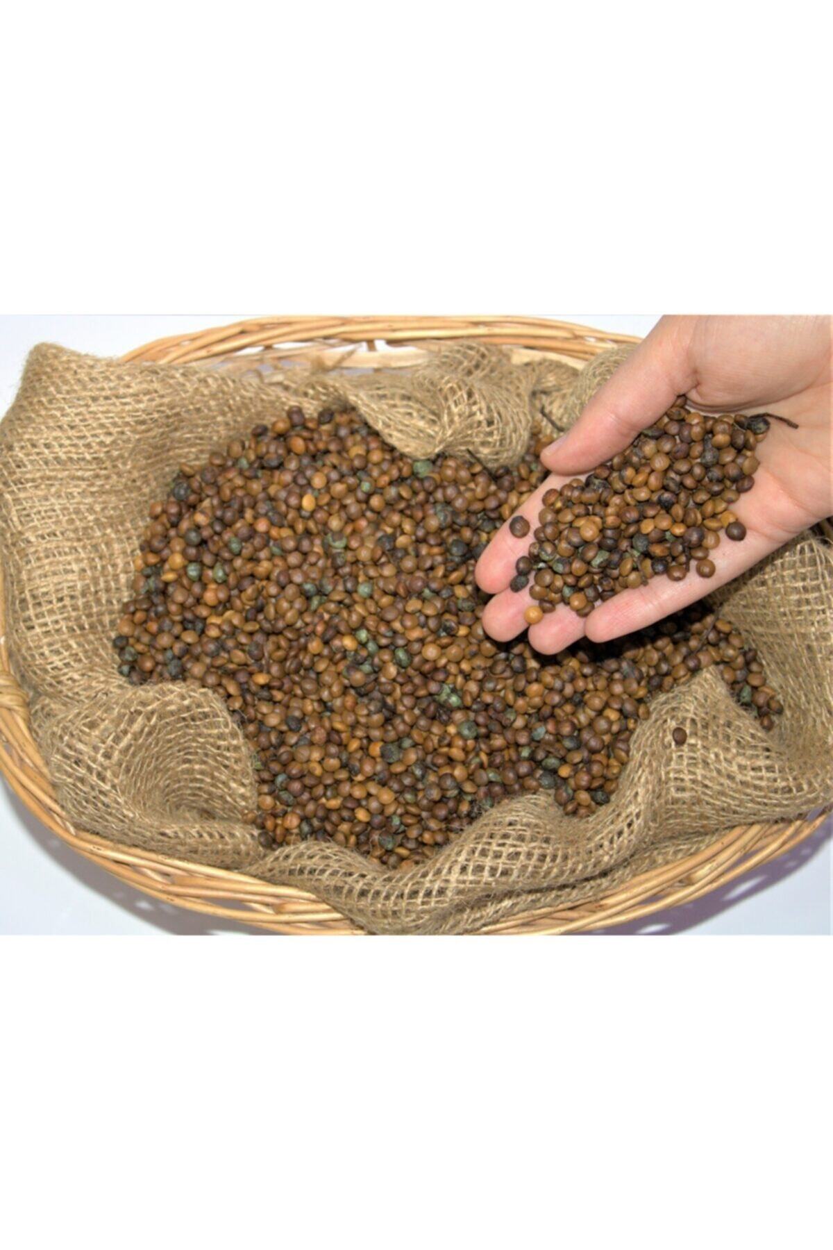 Doğalsan Tarım Menengiç Tohumu 1 Kg Çitlembik Çitlenbik Bıttım Çitemik Kavrulmamış Çiğ Menengiç Tohumu
