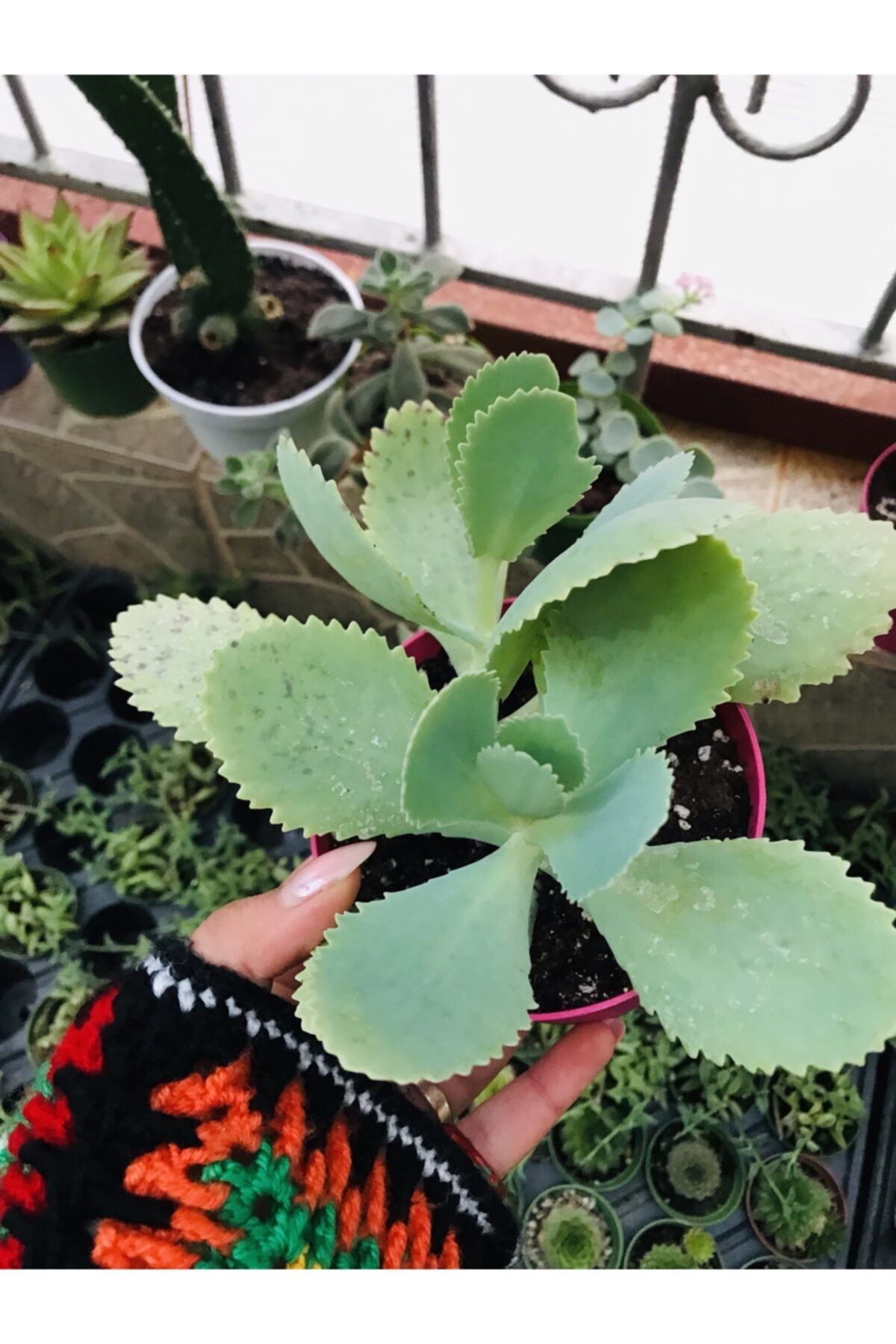 foliumbotanik Kalanchoe Daigremontiana Aşkın Gözyaşı