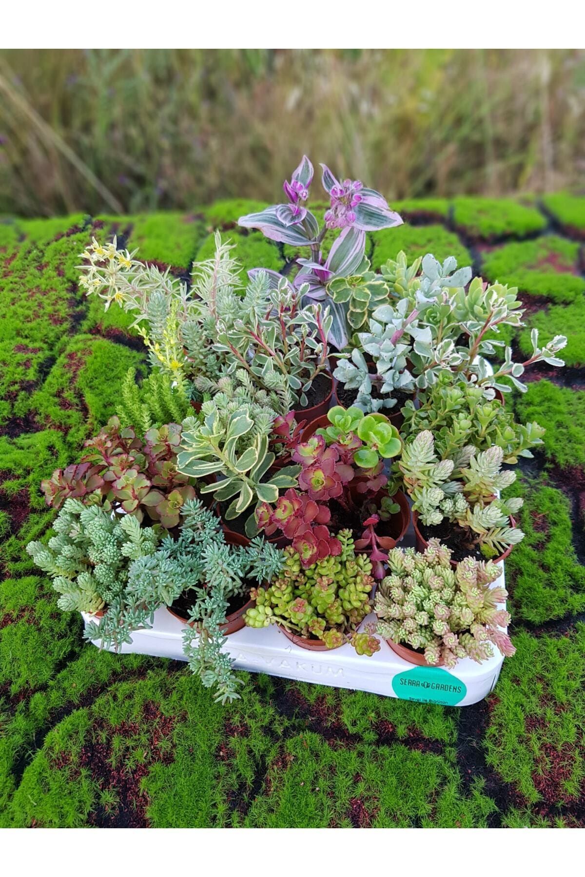 Hira çiçekçilik. Sedum Sukulent Mix 20 Adet