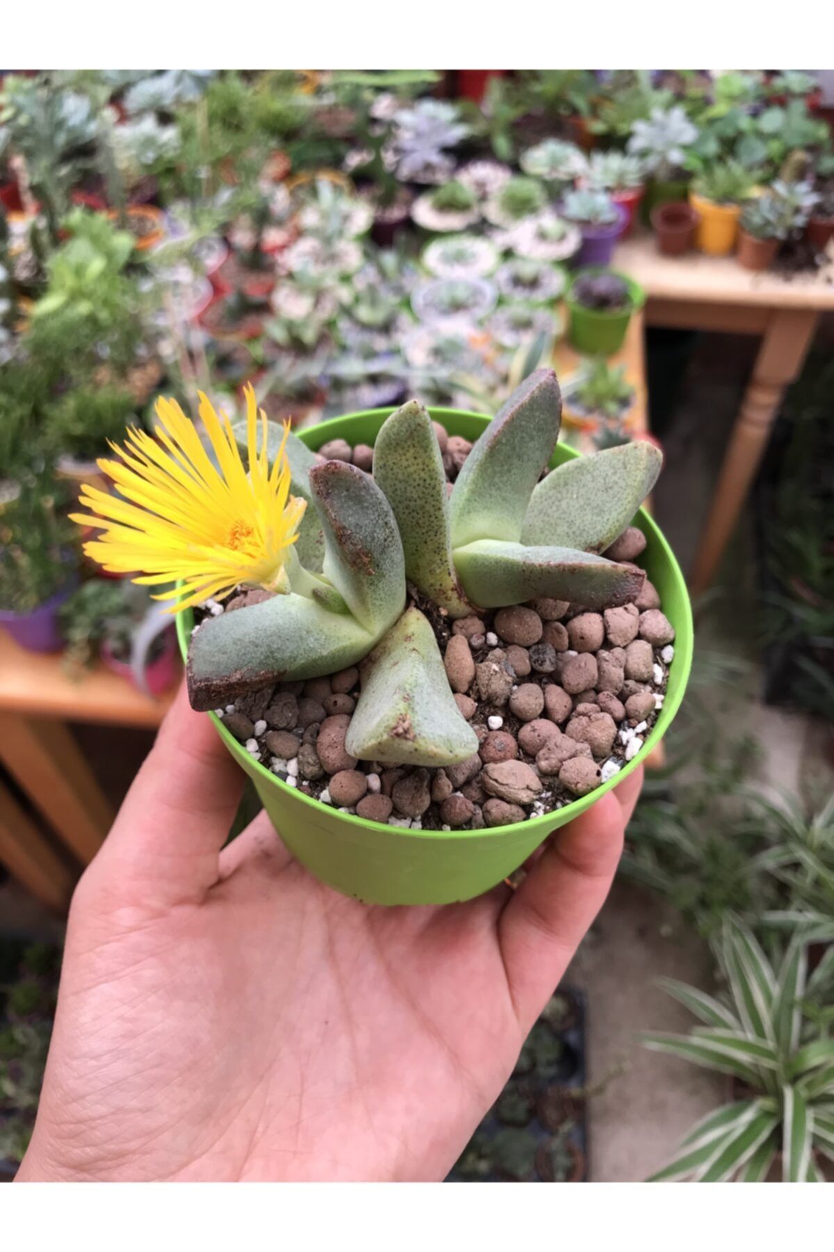 foliumbotanik Pleispilos Bolusii Taş Kaktüs Sarı Çiçek