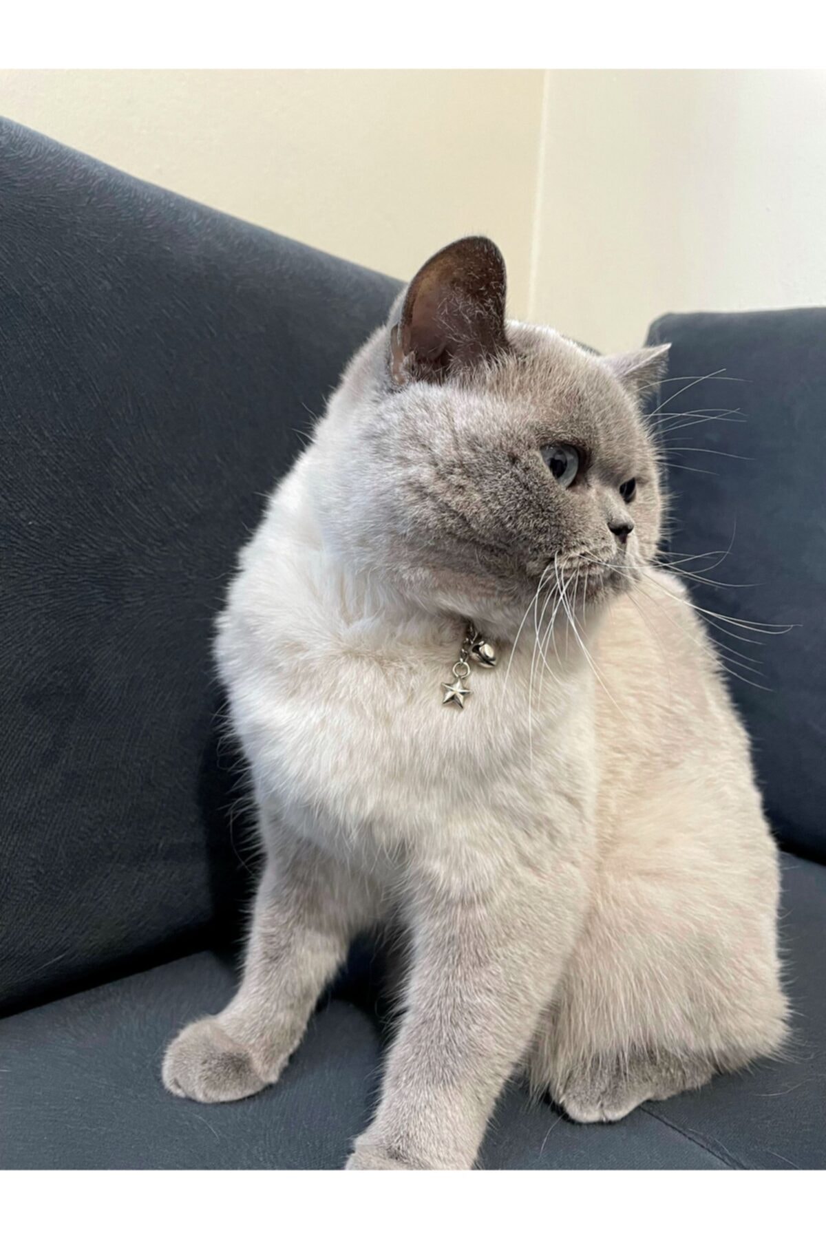 Mavi Kaktüs Yıldız Detaylı Zilli Kedi Kolyesi - Kedi Tasması - Zincir Kolye Gümüş