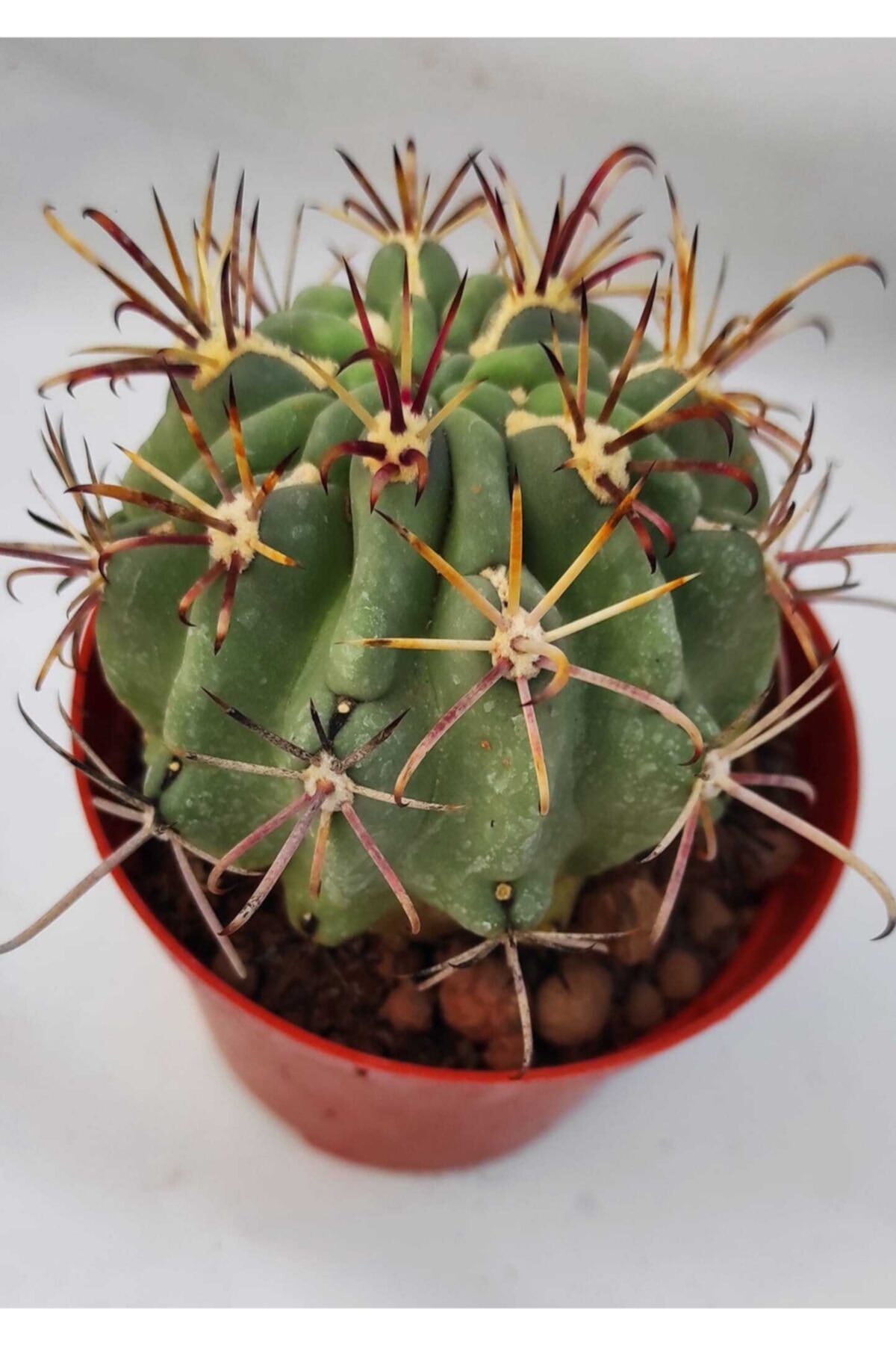 Pagoda Kaktüs-8.5 Cm Saksı-ref 14h/z