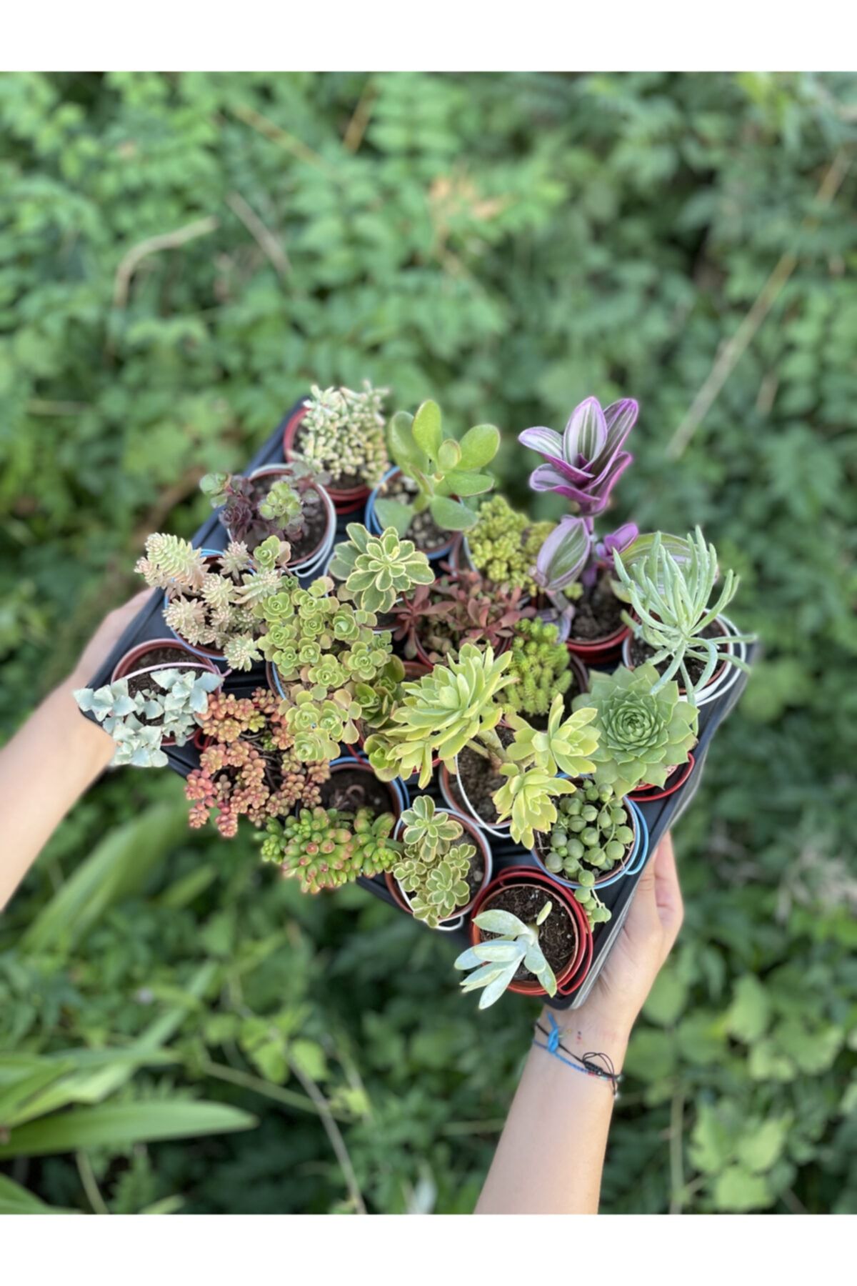 Serra Gardens 20 Adet Duble Sukulent Set 20'li Mix Succulent