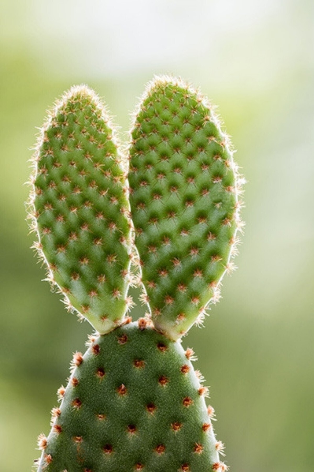ÇİÇEKFLİX Opuntia Microdasys Rufida 5.5 cm Kırmızı Tavşan Kaktüs