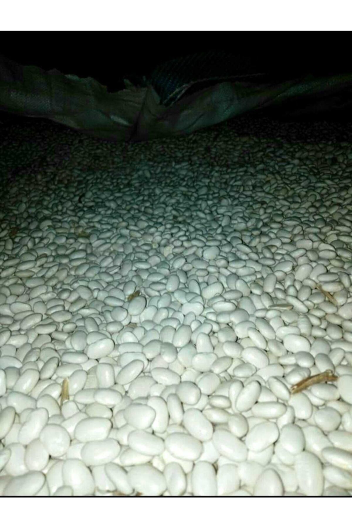 Özkutaş bakliyat Nevşehir Derinkuyu Organik Kuru Fasülye 1kg