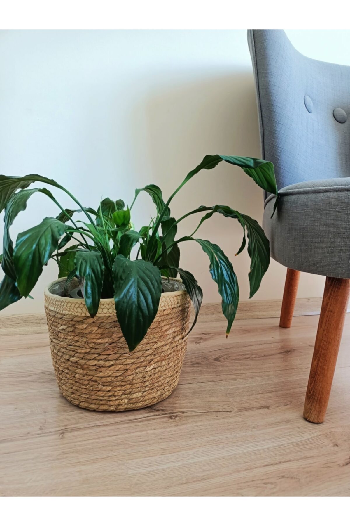 Zamia Concept Büyük Boy Içi Korumalı Kulpsuz Beyaz Şeritli Hasır Saksı Sepet 28*28*20 cm