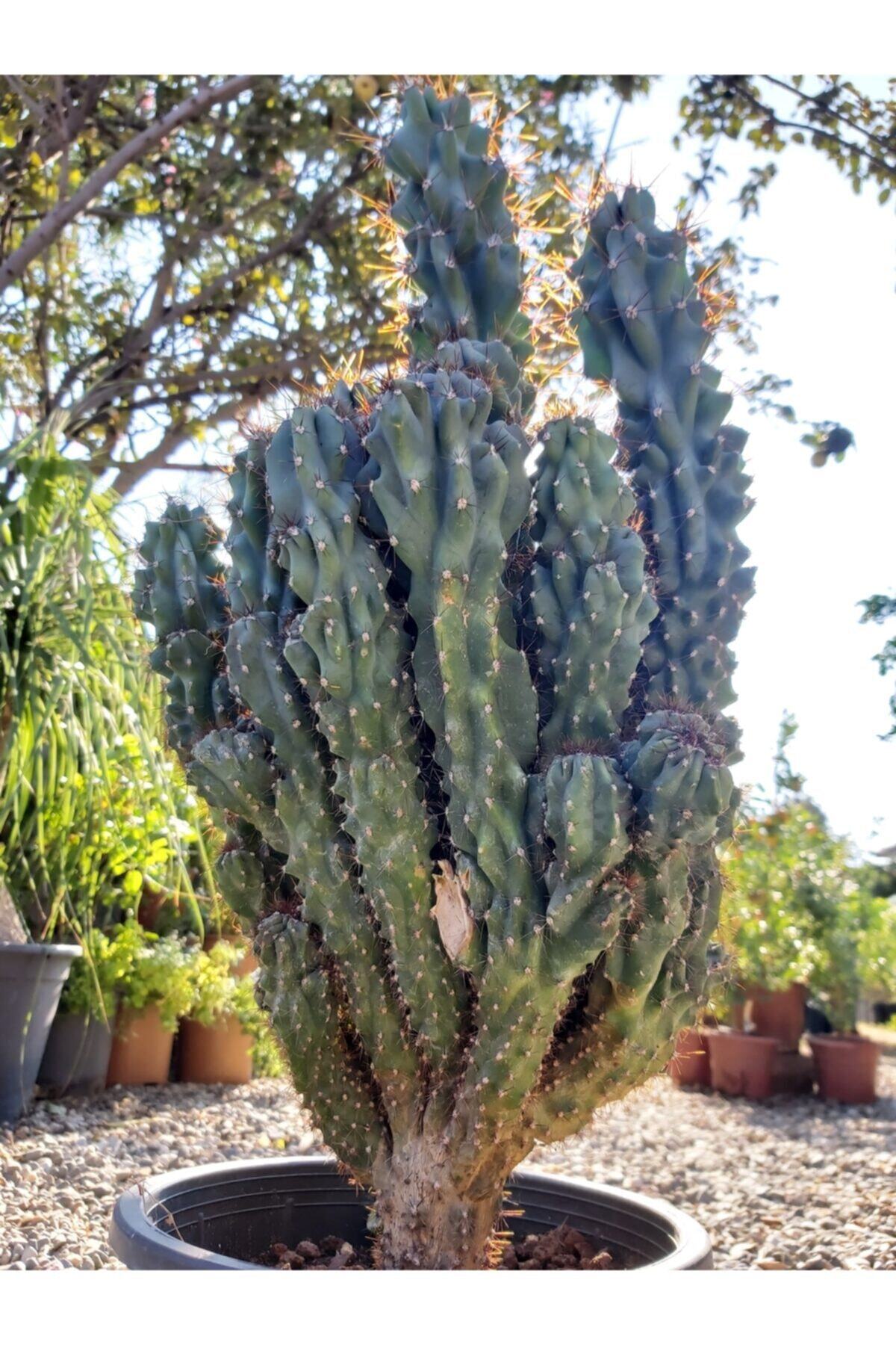 Köyceğiz Bitki Dünyası Cereus Peruvianus 'monstrose' (kaya Kaktüsü)