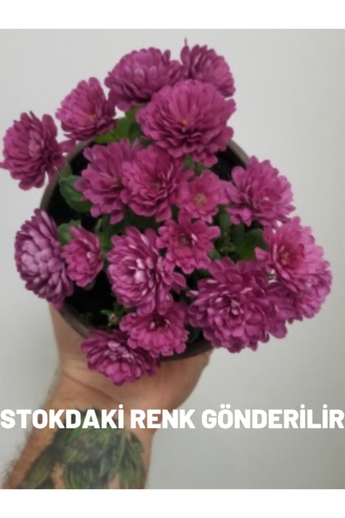 tropikada Kasimpati Callistephus Chinensis 10 Cm Lik Saksi