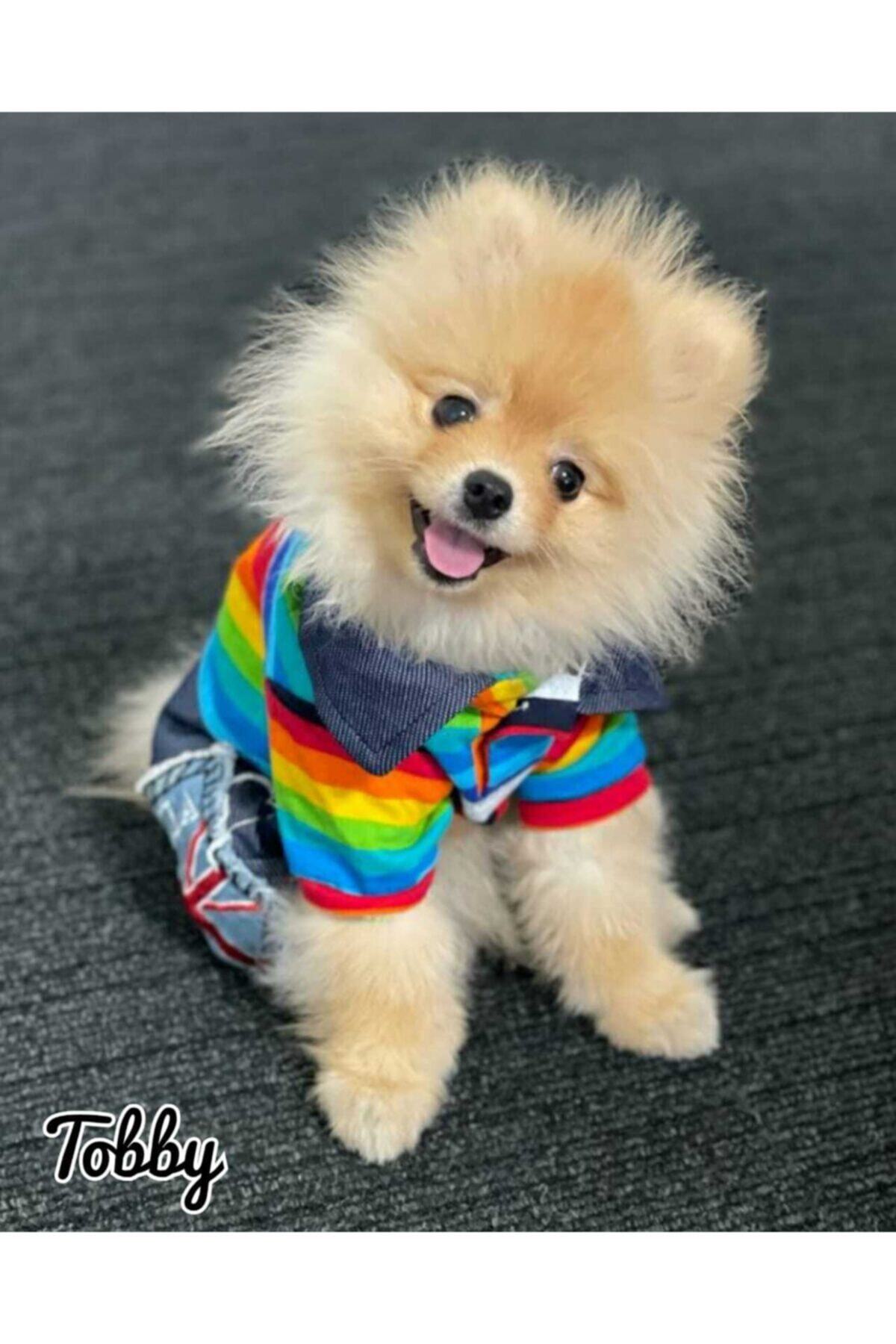 MİNİŞ PET BUTİK Renkli Çizgili Denım Look Polo Tulum