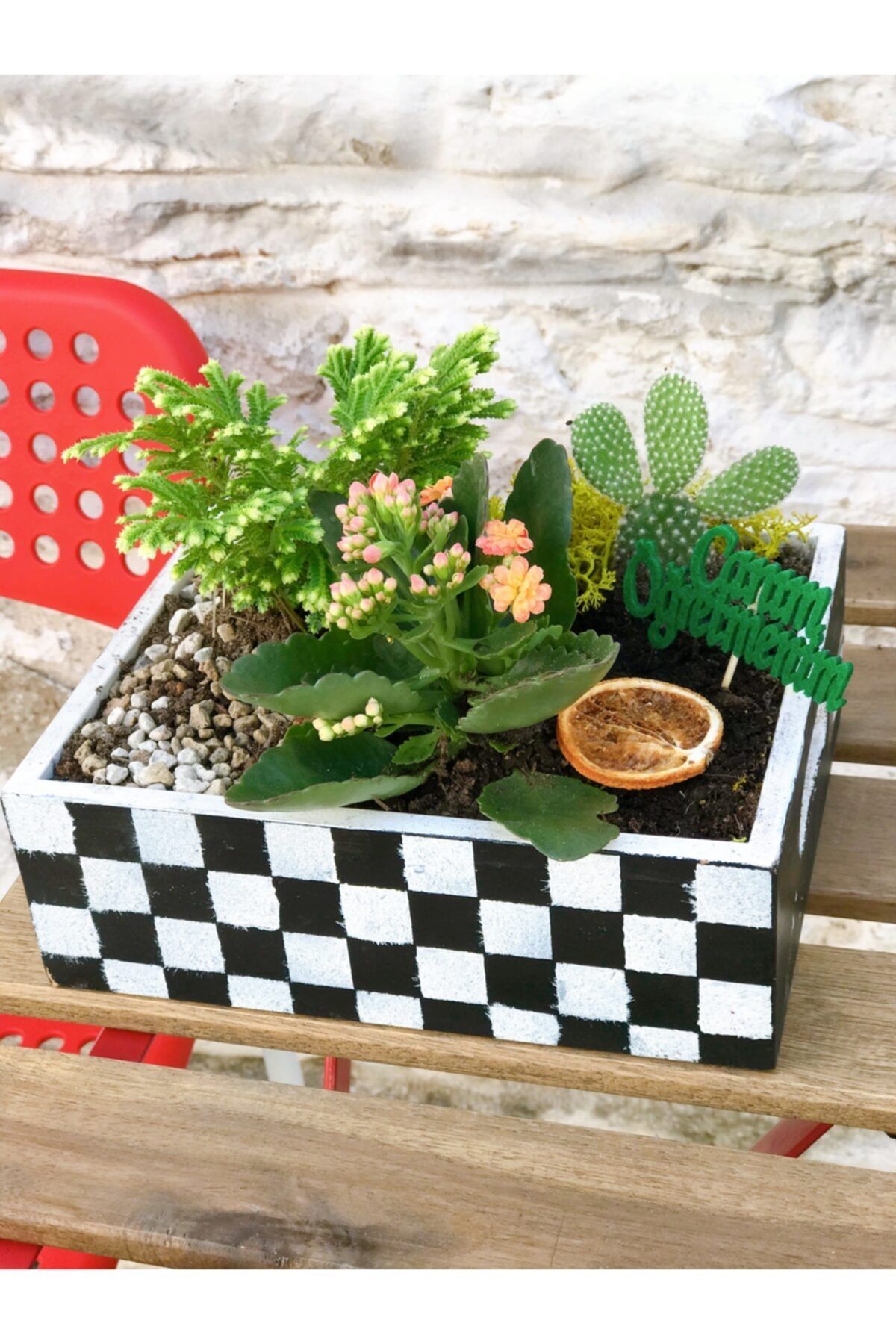 Plant Cafe Bodrum Succulent Ve Kaktüs Teraryum Aranjman Ahşap Sepette