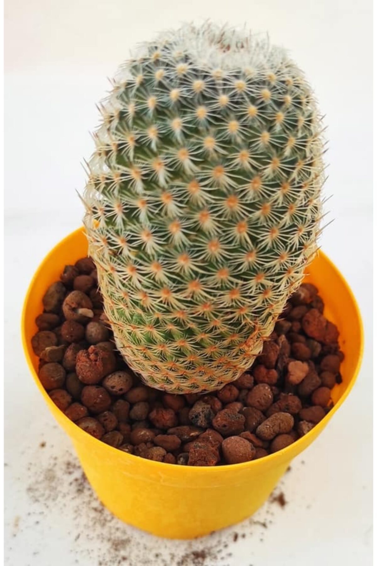 Pagoda Mammillaria Sp Kaktüs 8.5 cm Saksı Ref 12e/57