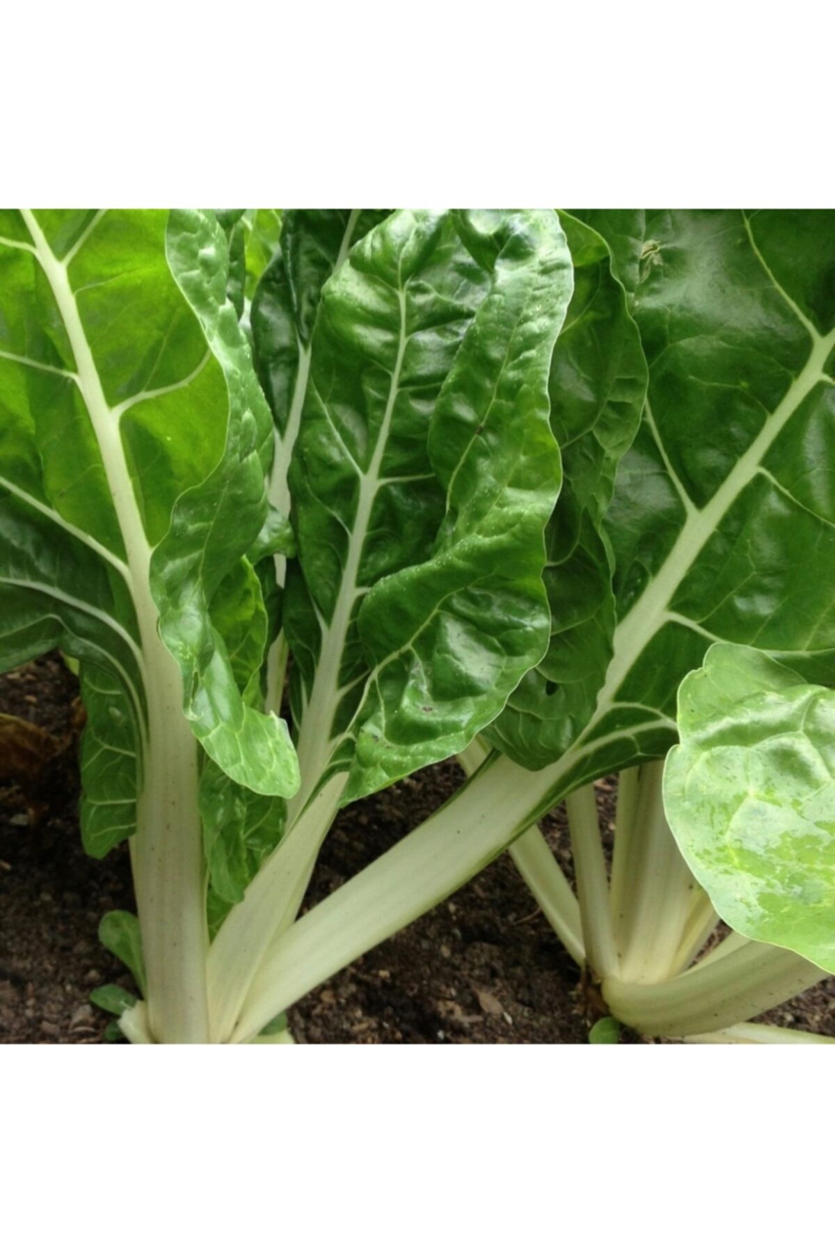 GüçlüTedarik Geniş Yaprak Pazı Tohumu 500 Tohum 10 Gram