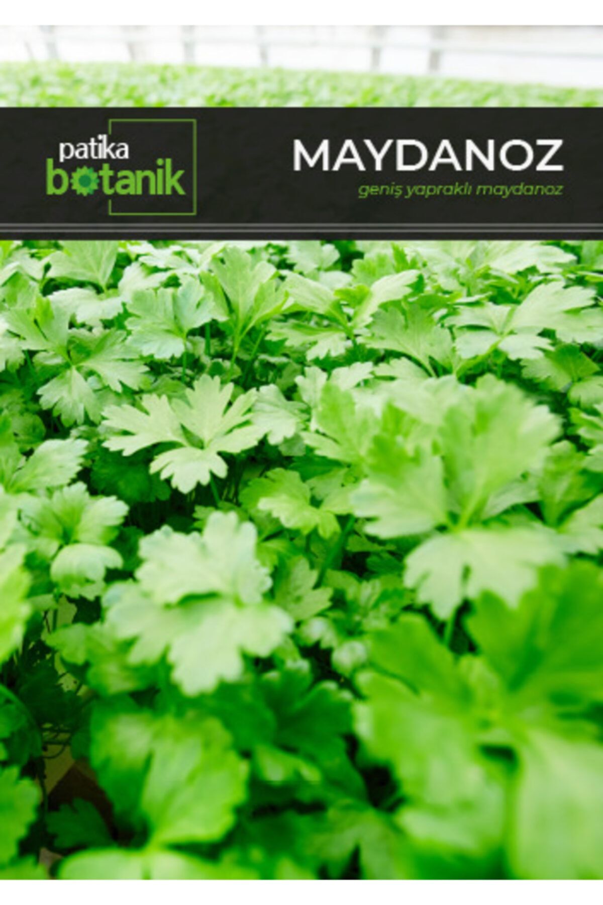 GüçlüTedarik Patika Botanik Geniş Yapraklı Maydonoz Tohumu 5000 Adet Tohum 10 gr