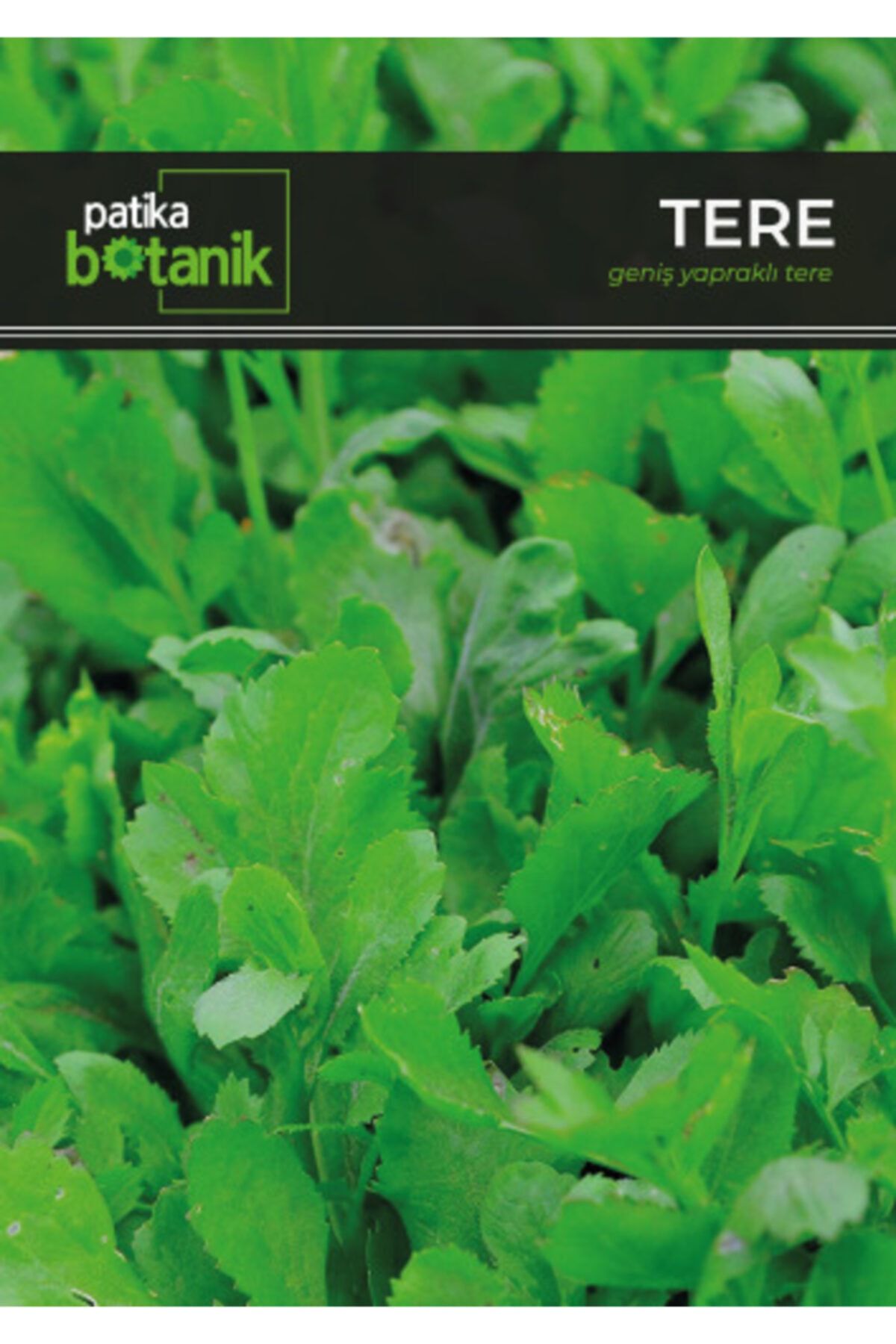 GüçlüTedarik Patika Botanik Geniş Yapraklı Tere Tohumu 5000 Adet Tohum 10 Gr