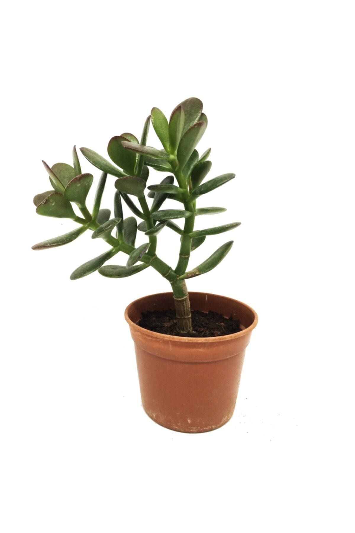 LEVANT Crassula Ovata Para Ağacı Büyük Boy