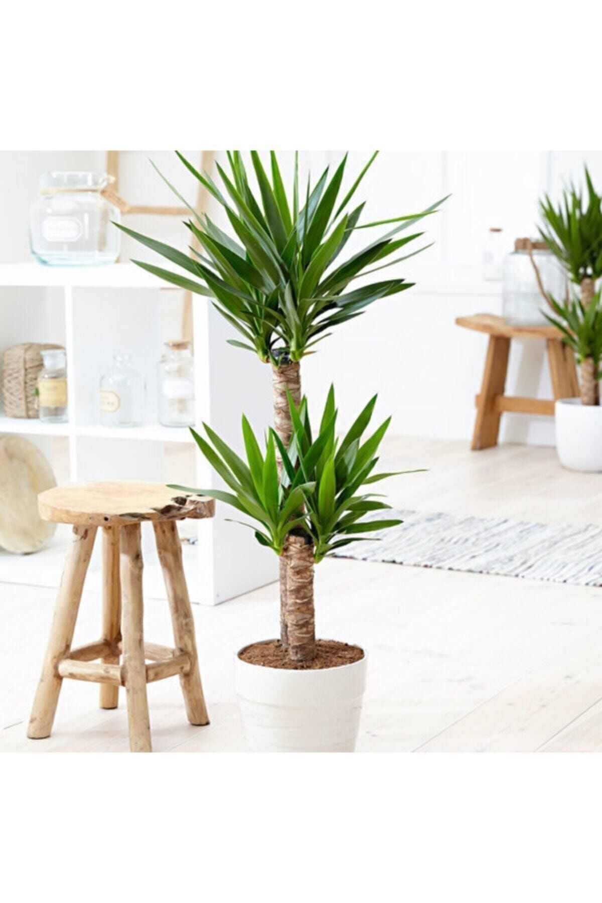 MorDekor Yucca Bitkisi 2 Gövdeli Yuka Bitkisi Avize Çiçeği 80 100 Cm Ev Bitkisi Salon Bitkisi