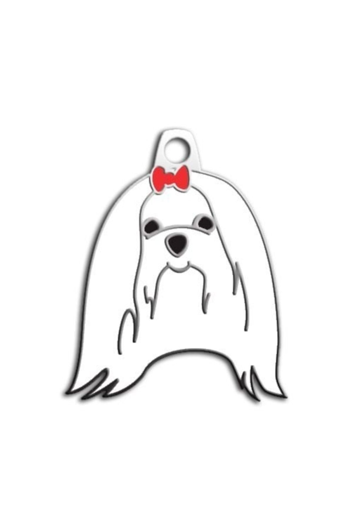 altın pati Maltese Terrier Köpek Künyesi