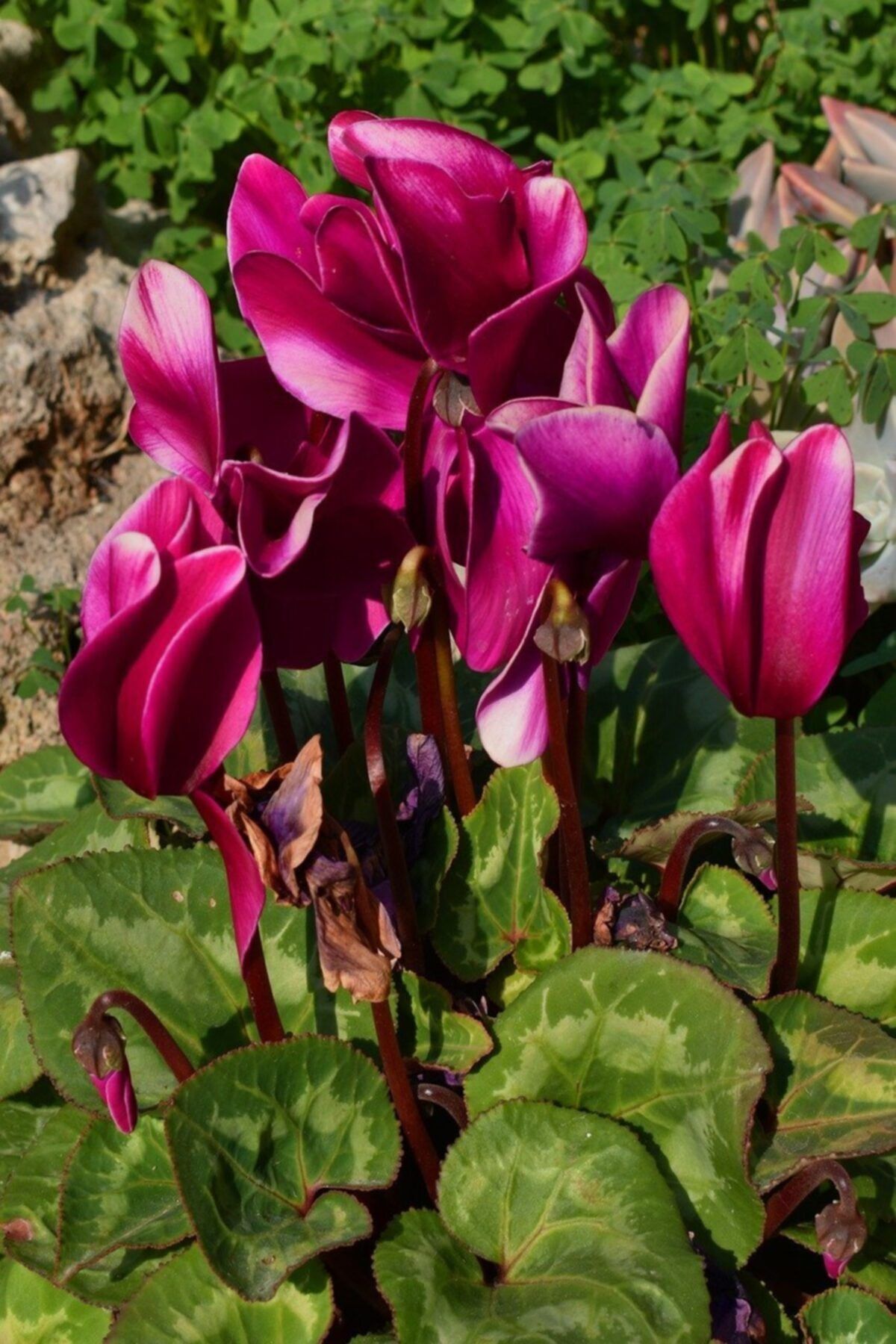 ruzgarbotanik Makro Bordo Sıklemen Çiçeği Fidanı 20 Cm 40 Cm Saksılı