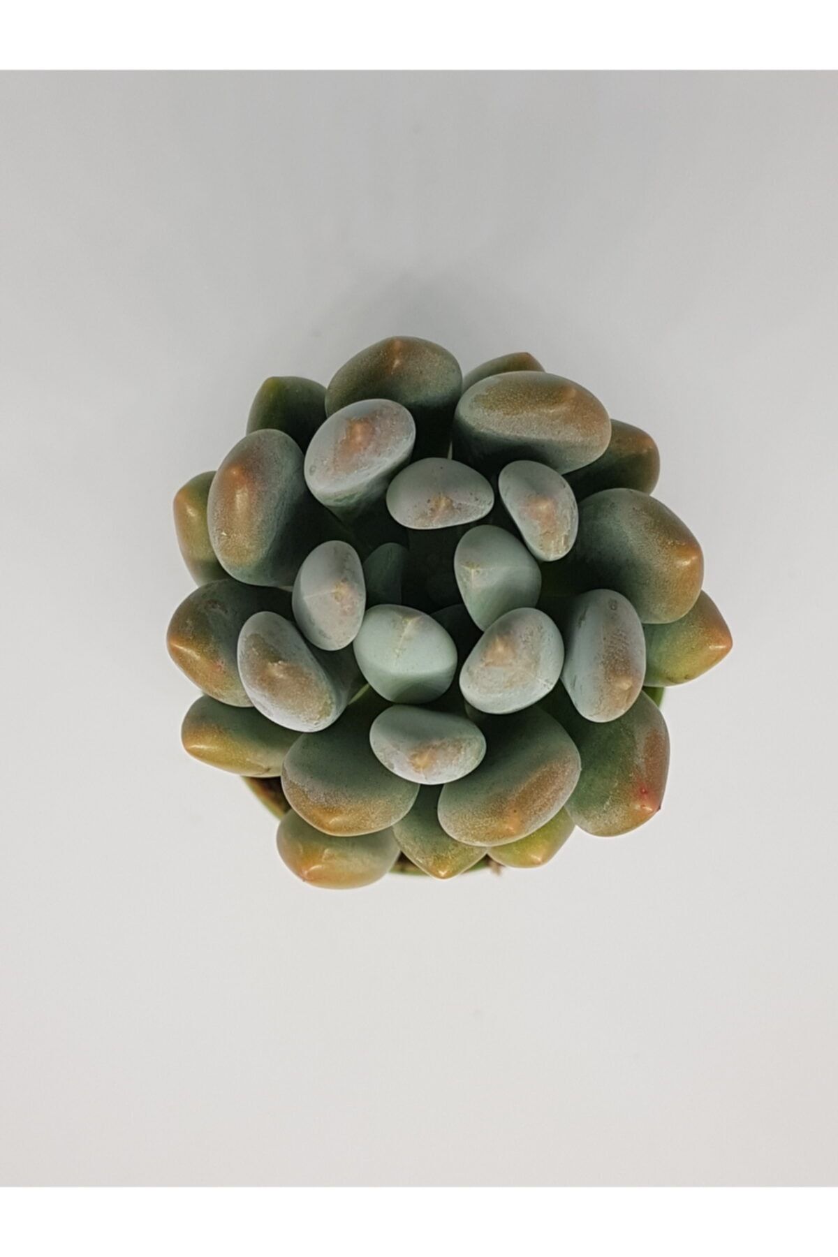 DOĞA BAHÇESİ Pachyphytum Sukulent 5,5cm Saksılı