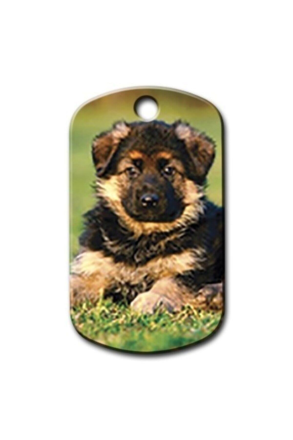 altın pati Yavru Alman Kurdu Resimli Köpek Künyesi