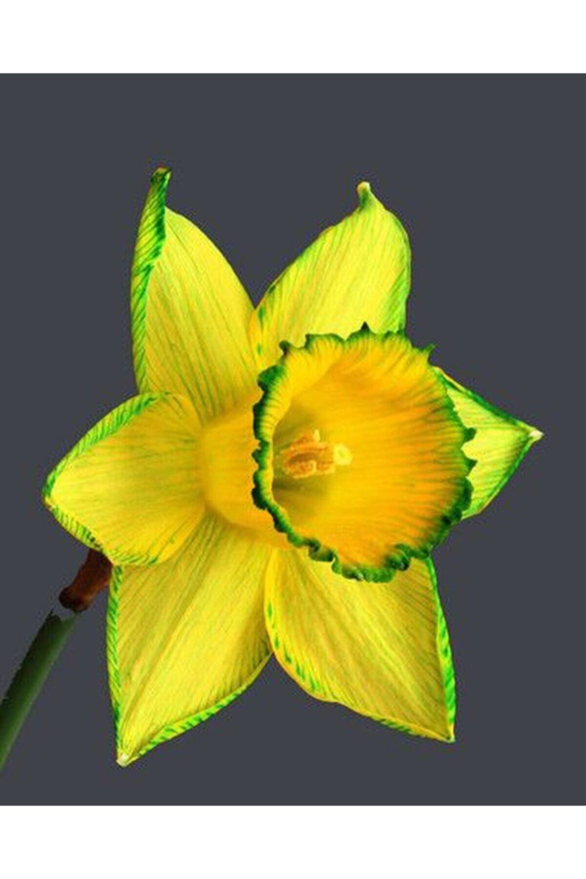 CANBOTANİK 5 Adet Kokulu Yeşil Sarı Nergis Soğanı