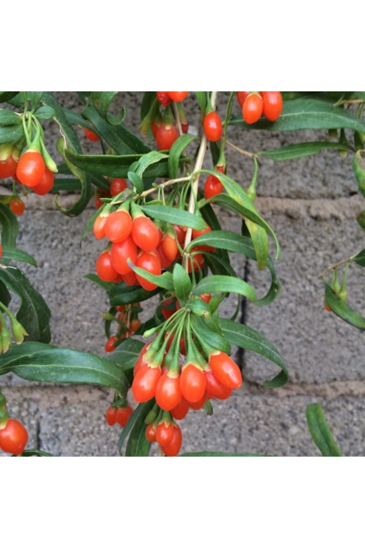 dört mevsim tohumcu Goji Berry (10 Adet Tohum)