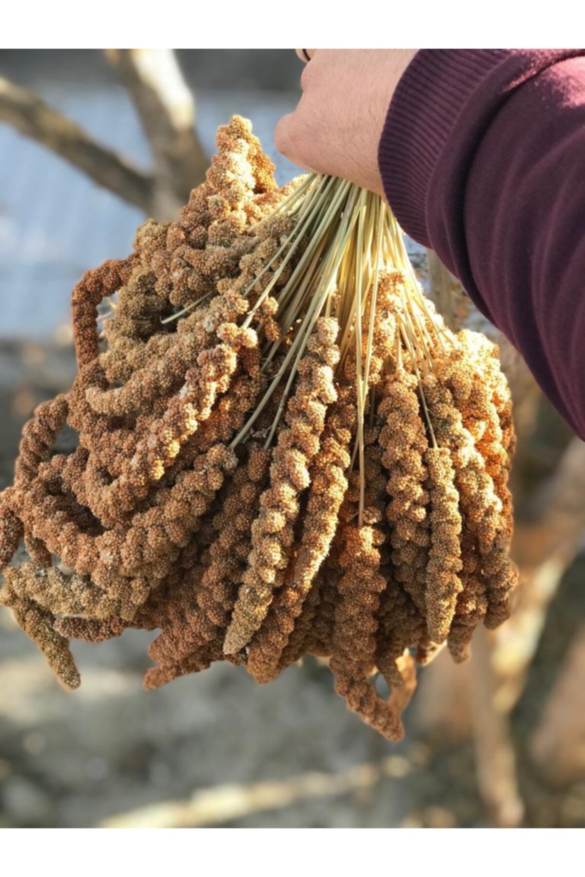 Doğal Kızıl Dal Darı Protein Deposu Organik Kuş Yemi ( 5 Kg ) Yeni Mahsül