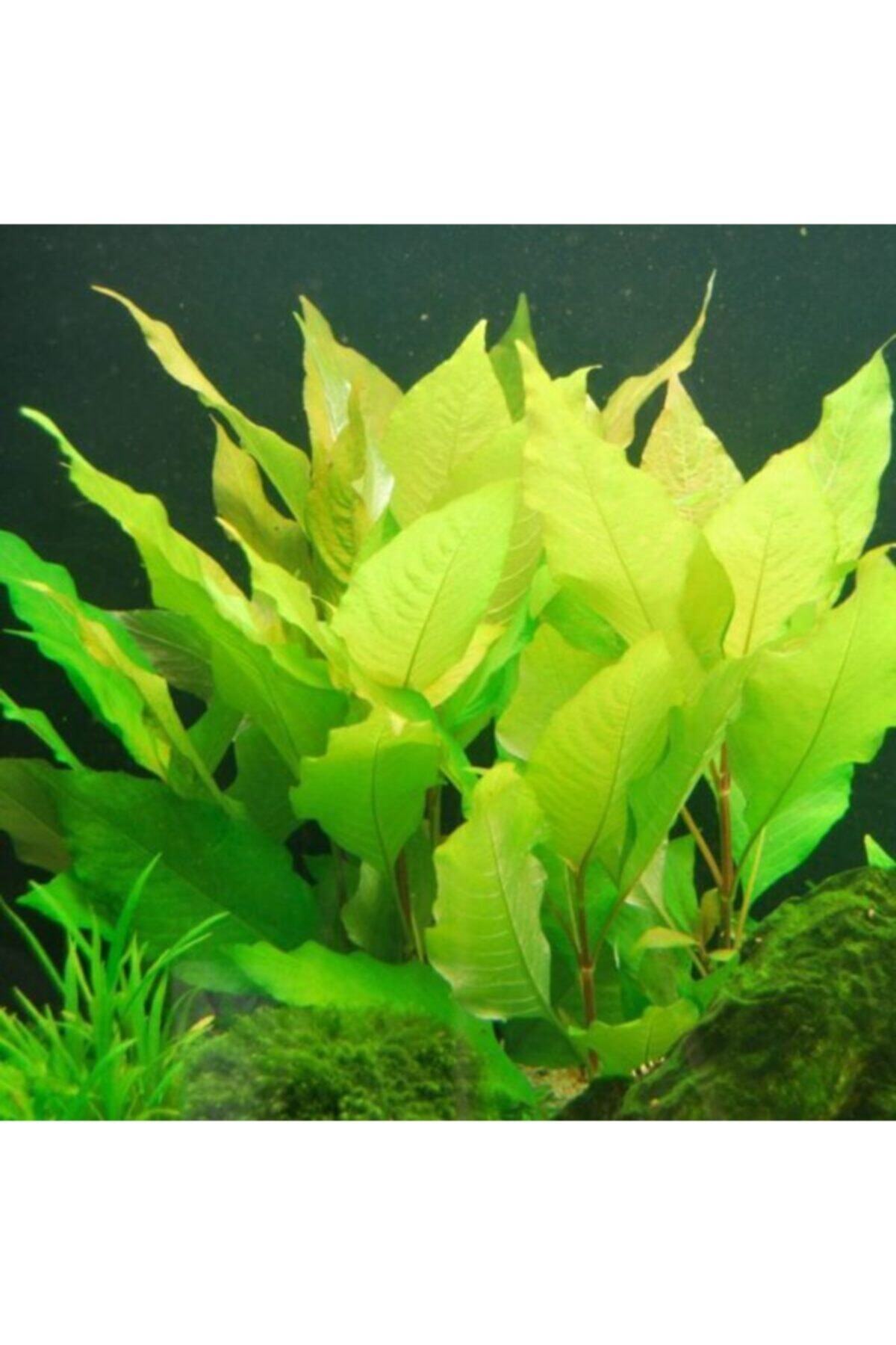 EMAAVM Akvaryum Bitkisi Limon Bitkisi (nomaphila Stricta Yeşil Limon) 5 Dal