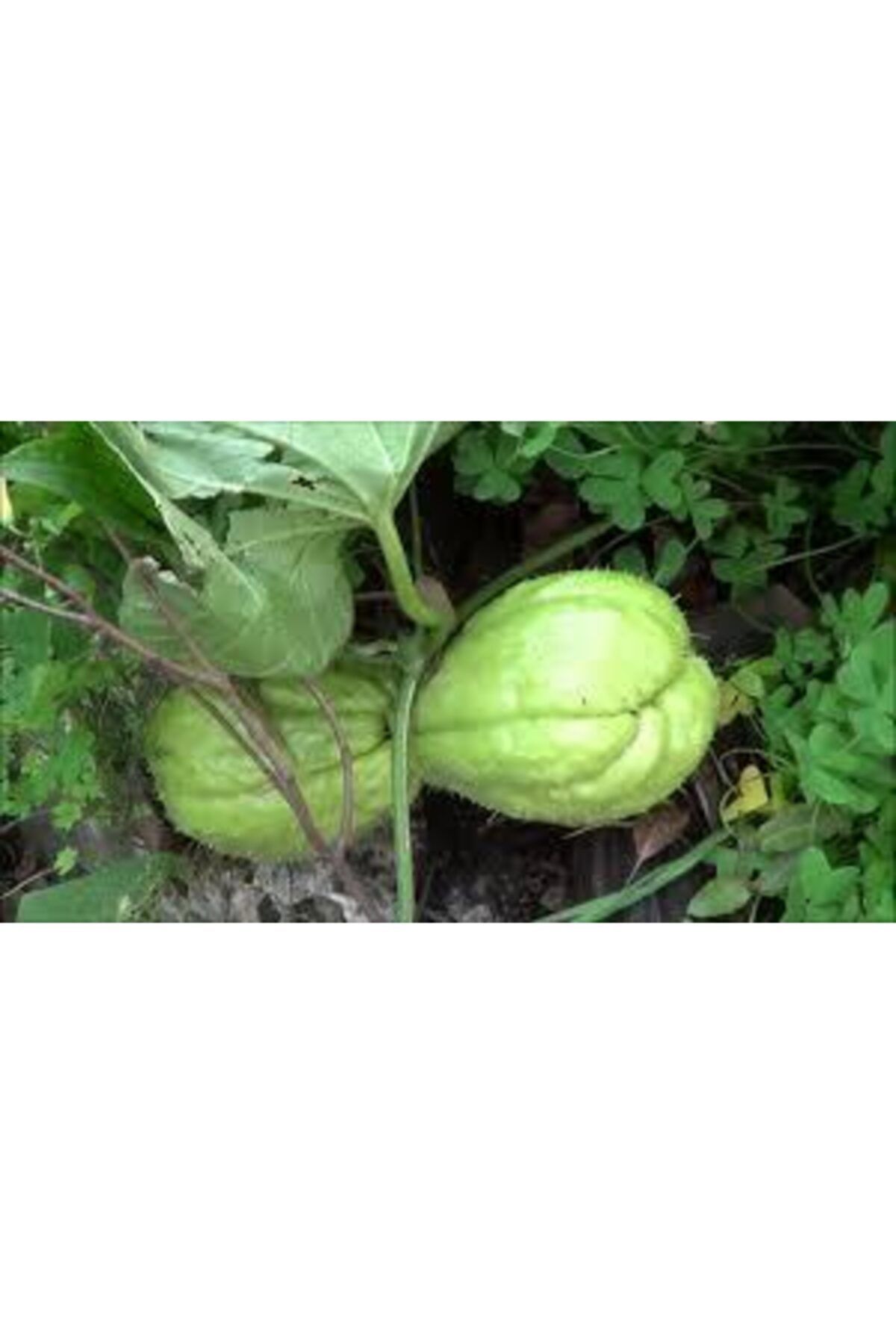 tropikya Dikenli Kabak Rodos Kabağı Kayote Chayote 1kg Mirliton Choko