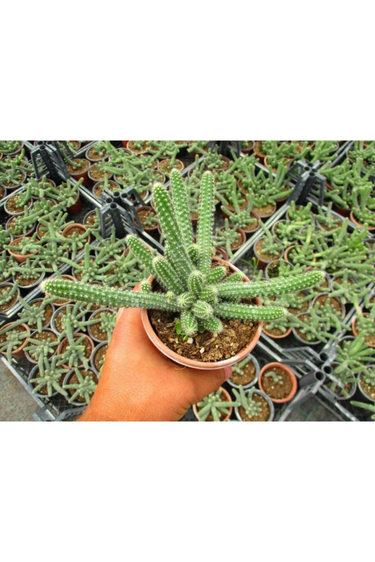 Tunç Botanik Yılan Kaktüs 20 Adet- Chamaecereus Silvestrii
